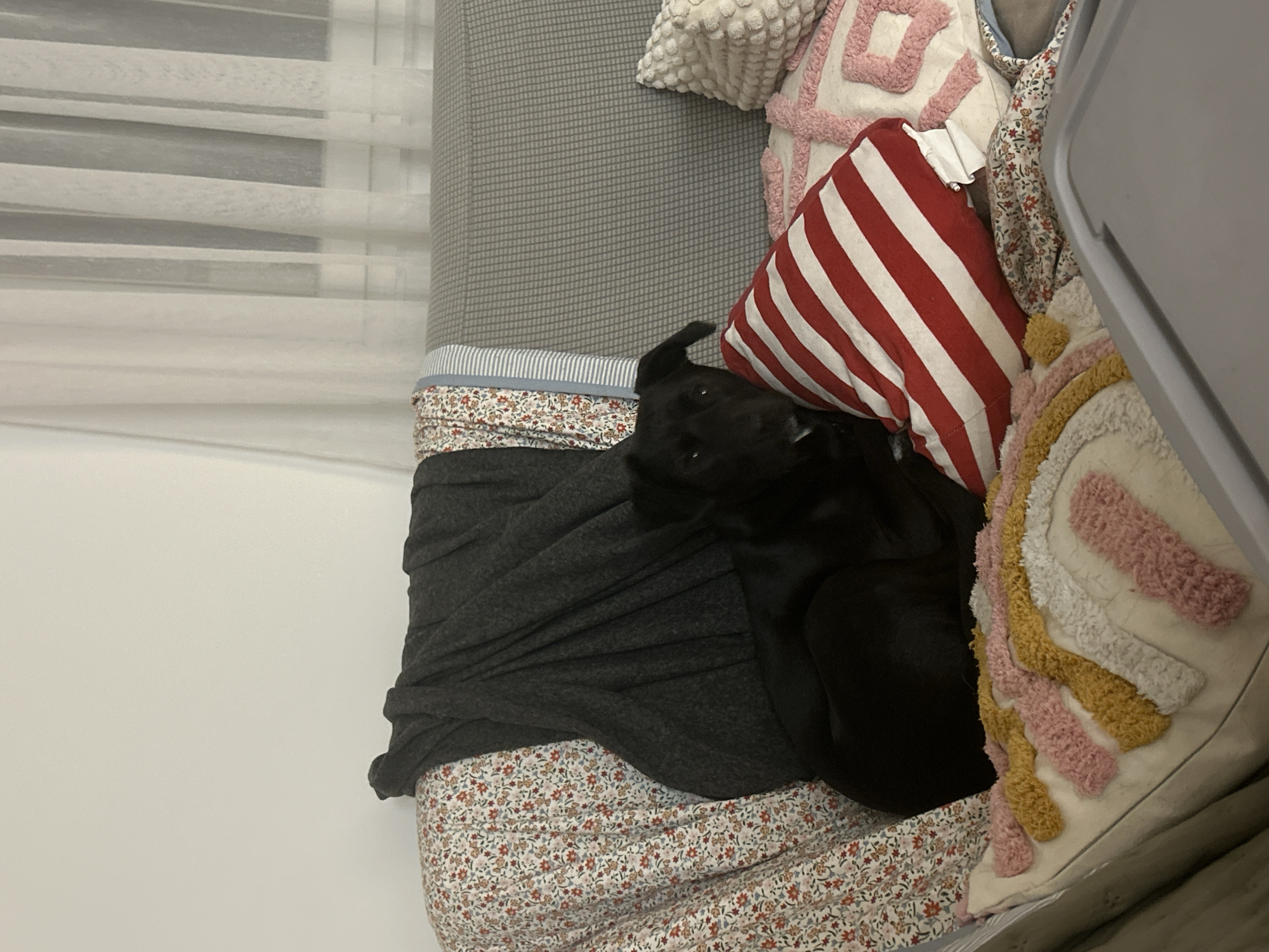 An indoor scene depicts a black dog resting on a sofa. The dog, a dark-furred animal with floppy ears, is positioned centrally, looking slightly forward, with its body curled and partially obscured by surrounding items. The sofa is covered in a light grey textured fabric. Draped over the left side of the sofa are a dark grey textured blanket, a white fabric with a small floral pattern (red, blue, green), and a blue and white striped fabric. Various throw pillows are arranged around the dog: a red and white striped rectangular pillow is prominent in front of its body; to the right, a white square pillow features a textured, bobbled pattern; below the striped pillow and to the left, a cream-colored square pillow displays a multi-colored tufted rainbow design (yellow, pink, white); and another cream-colored pillow with pink tufted geometric patterns is behind the striped pillow to the right. The background on the left consists of a plain light-colored wall. On the right, a window is visible, covered by translucent white sheer curtains, through which ambient light is diffused. A grey, flat, rectangular object is partially visible in the lower foreground. The lighting is subdued. The image provides no visual cues to determine its geographical location as Novi Sad, Serbia.