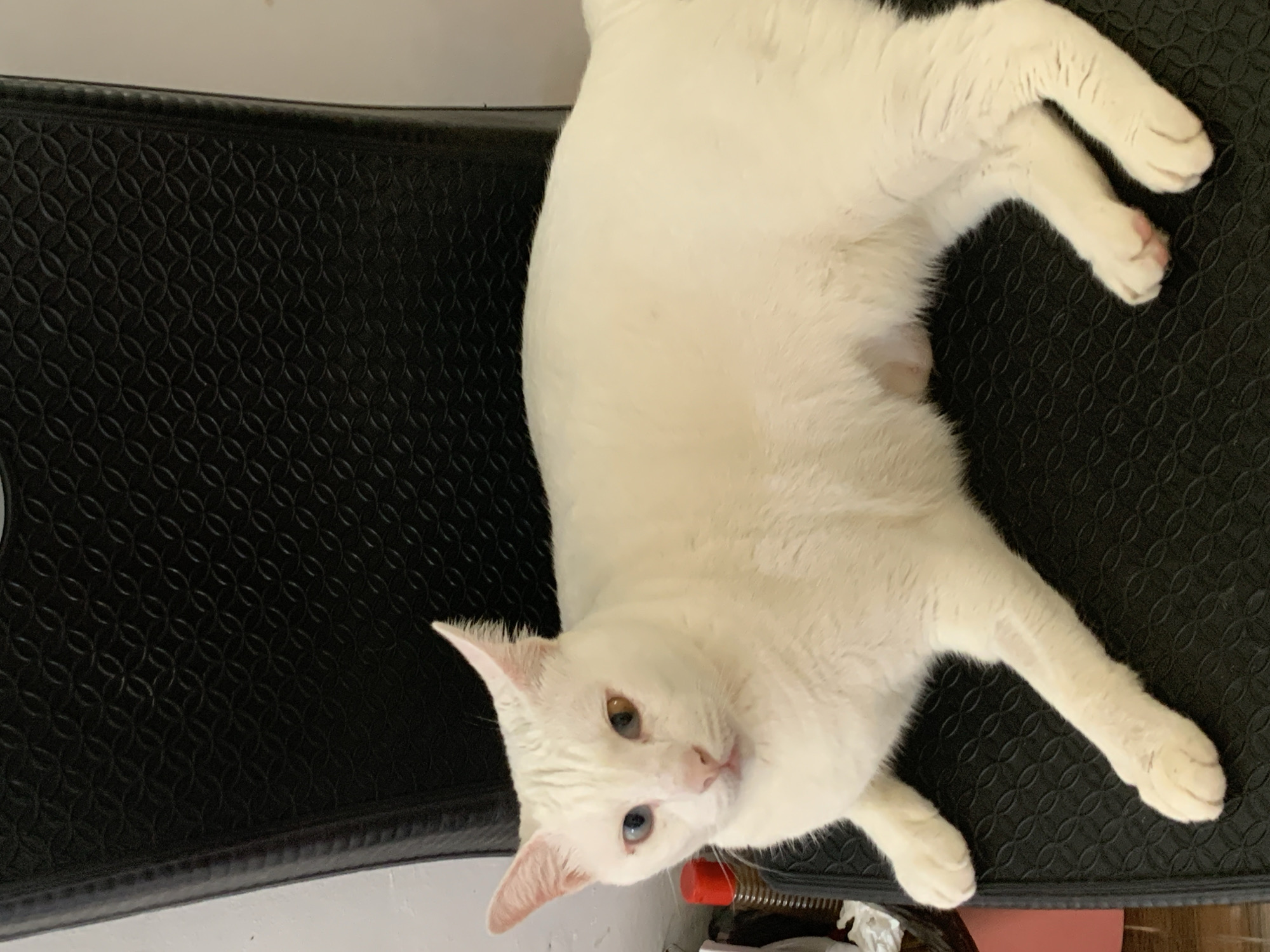 A white cat with heterochromia, one blue eye and one amber eye, lies on a textured black chair. The cat's fur is a creamy white. The background is out of focus, showing a wall and some objects on the left side. The scene is indoors, possibly in a residential setting in Sukawati, Indonesia.