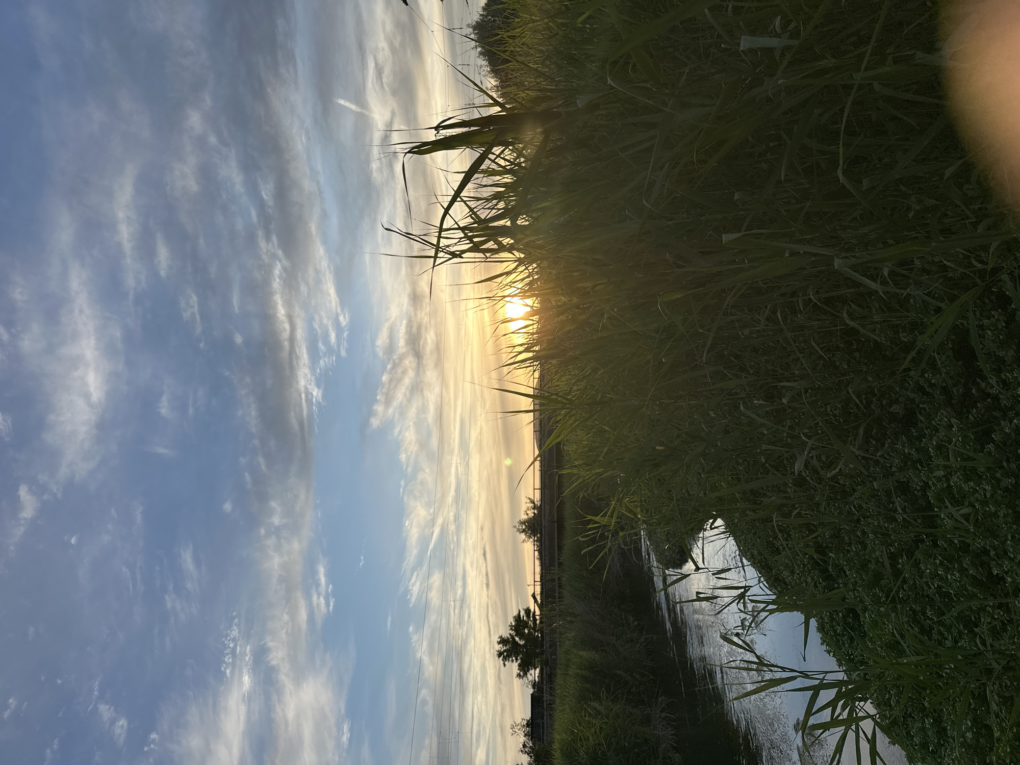 The image depicts a serene natural scene with a sunset over a body of water. Tall, green reeds dominate the foreground on the right side of the frame, partially obscuring the setting sun which is visible low on the horizon. The sun's rays cast a warm glow through the reeds. To the left, a calm body of water, possibly a stream or small river, reflects the sky and surrounding vegetation. The water is bordered by lush green ground cover and more reeds. In the background, a bridge spans across the water, with trees and vegetation visible beyond it. Overhead, the sky is a mix of blue and white, with wispy clouds and contrails from aircraft adding texture. Power lines are also visible stretching across the upper portion of the image. The overall impression is one of tranquility and natural beauty at dusk.