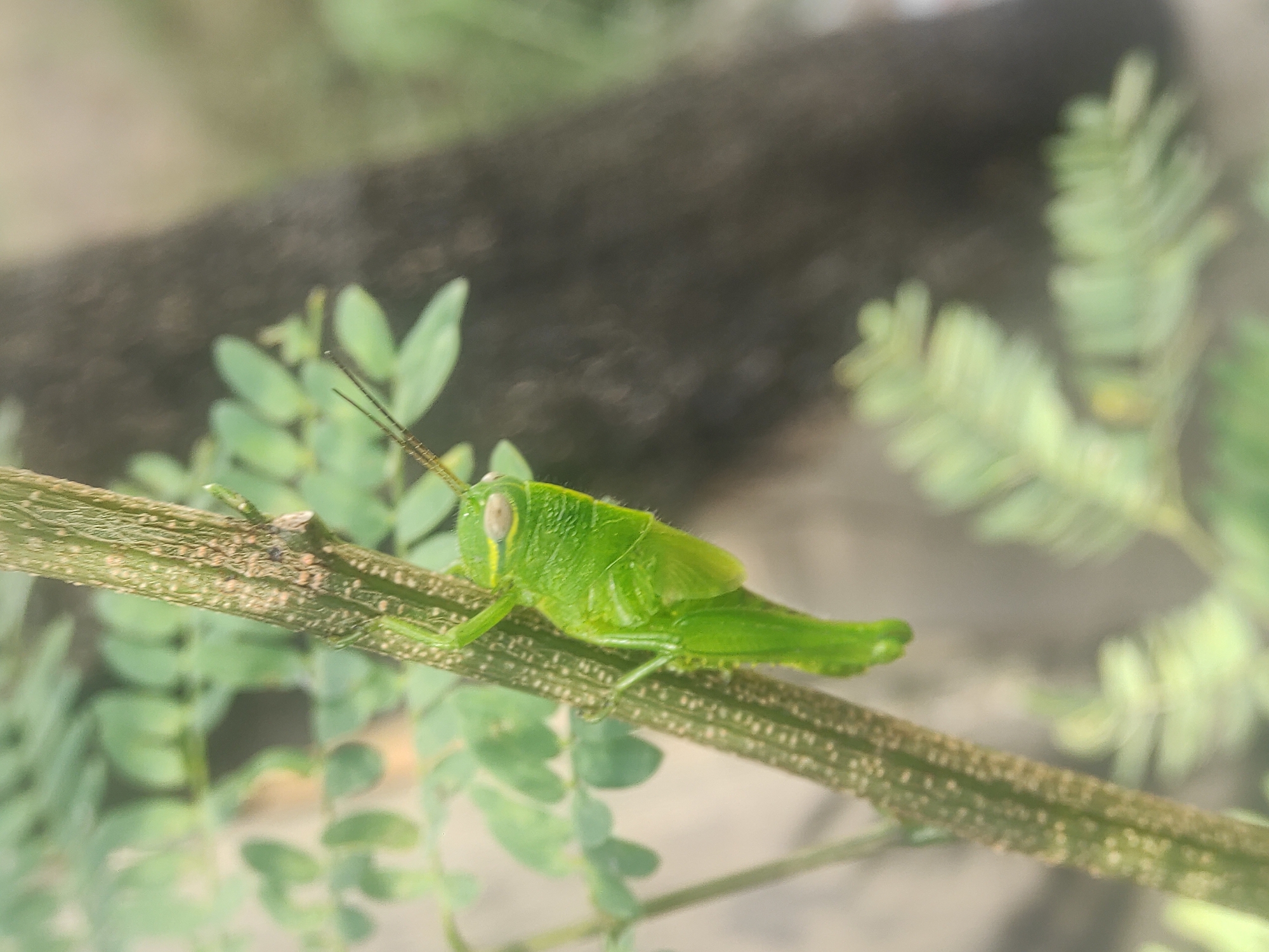 A green grasshopper rests on a slender brown stem, surrounded by green leaves. The background is blurred, suggesting a natural outdoor setting. The grasshopper is the primary subject, positioned centrally and in focus. The scene is consistent with the environment of Lhokseumawe, Indonesia, given the prevalence of green vegetation in the region.