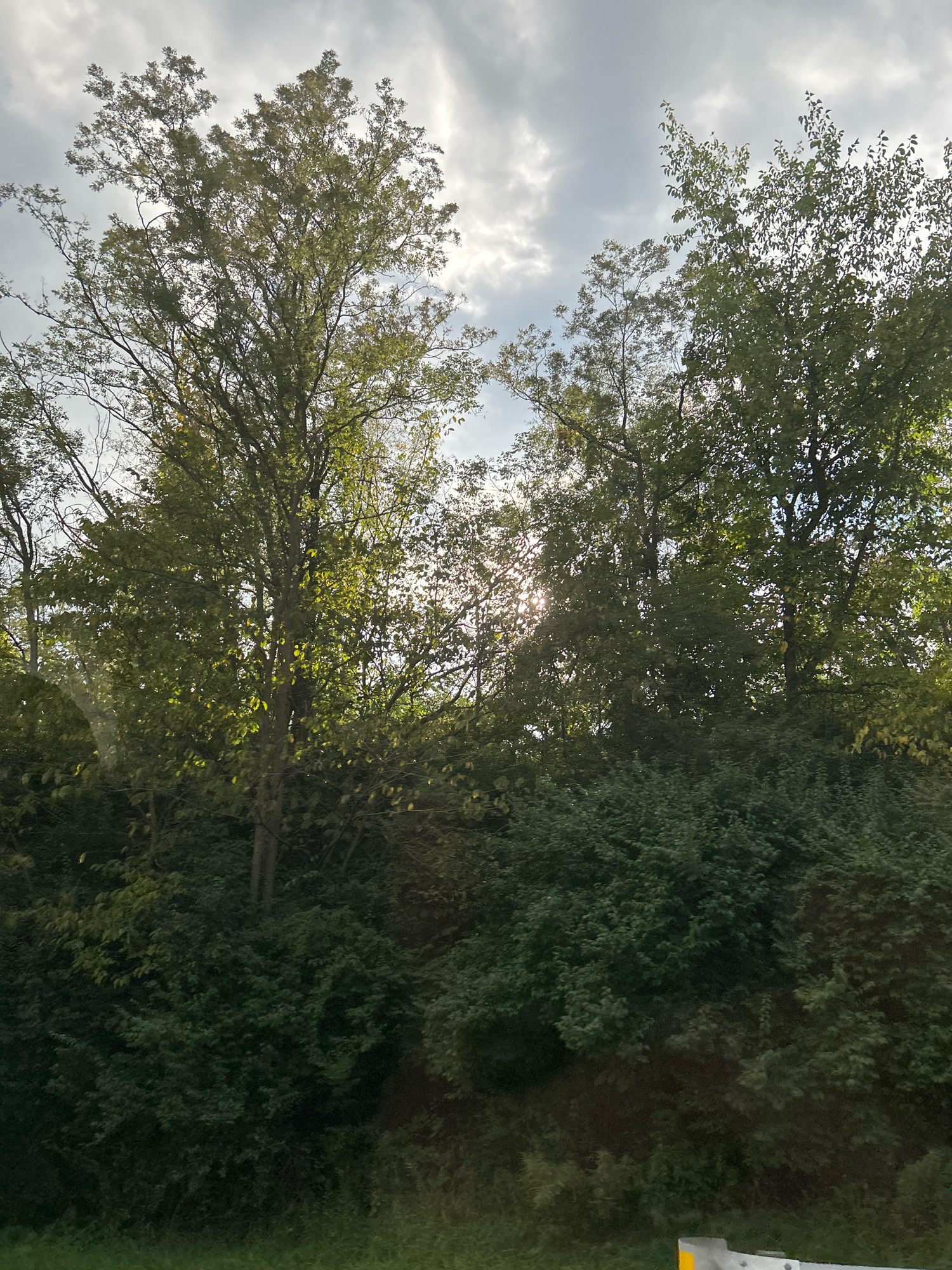 The image depicts a dense, lush green forest with tall trees and undergrowth. The sun is shining through the branches, creating a dappled light effect. The sky is visible above the trees, with scattered clouds. The scene appears to be a natural landscape, possibly a park or a wooded area, located in Robinson Township, United States of America. The image does not contain any people or specific objects of interest beyond the natural scenery.