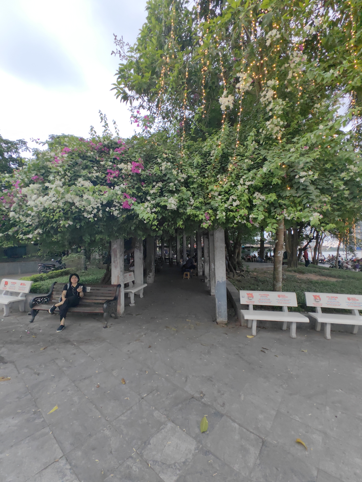 A wide-angle shot shows a park-like area in Hà Nội, Vietnam, featuring a walkway lined with benches and trees decorated with white and pink bougainvillea and strings of lights. A woman sits on a dark wood bench to the left of the walkway, wearing black clothing and holding a white object in her hand. Other benches, painted white with red and white logos, are lined along the walkway to the right. In the background, people are visible in the distance under the trees, with a body of water and vehicles further away. The ground is paved with gray stones, and leaves are scattered around the scene. The sky is overcast.