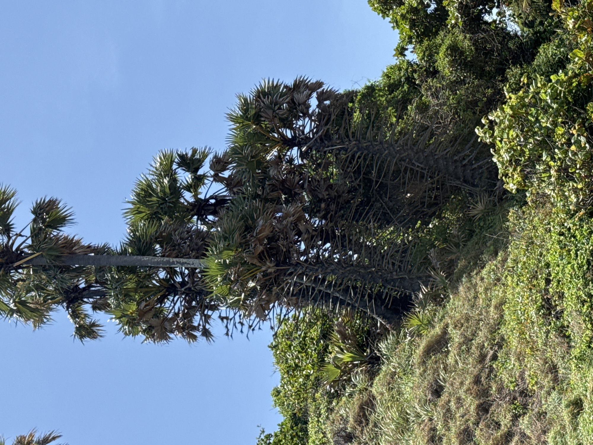 The image captures a view of palm trees and lush vegetation on a hillside under a clear blue sky. The palm trees are tall and slender, with a dark, textured trunk. Their fronds are dense and spread outwards, some appearing dry and brown, while others are a vibrant green. The hillside is covered in various types of greenery, including grasses and shrubs, creating a textured landscape. In the background, more dense foliage is visible. The scene is consistent with a tropical environment, and specifically could be a location in Rawai, Thailand, known for its natural beauty and coastal vegetation. There are no people or specific actions depicted in the image.