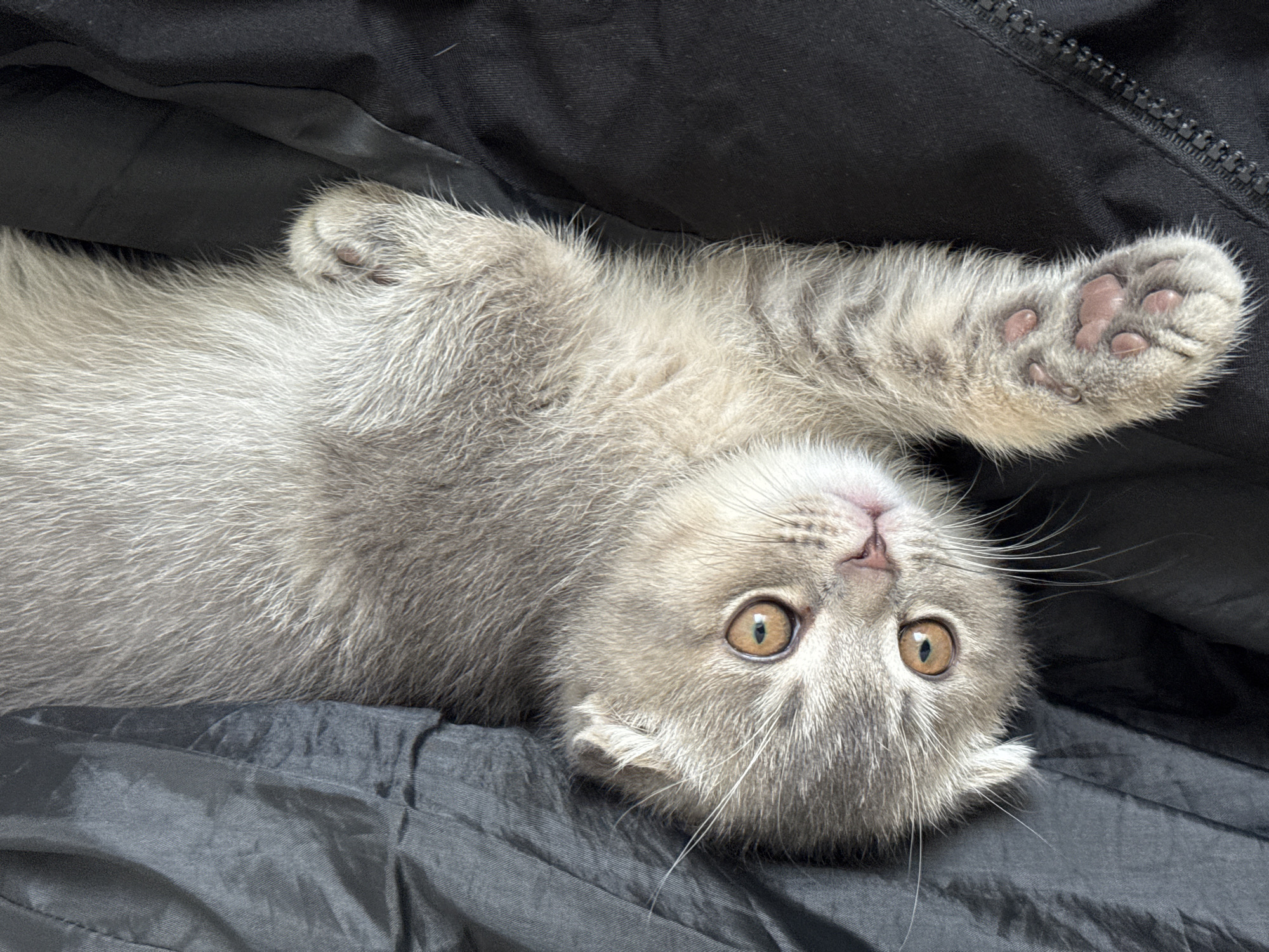A light gray kitten with amber eyes lies on its back on a black, possibly nylon, fabric surface. The kitten's right paw is raised and displays pink paw pads. The kitten is facing upwards, looking directly at the camera. The fur of the kitten is dense and appears soft. The background is blurred and indistinct. The image location cannot be identified as Strasbourg, France from the visual content.
