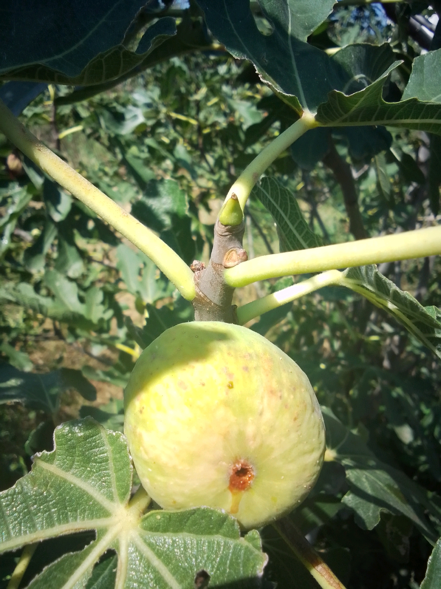 The image shows a close-up of a light green fig fruit hanging from a tree branch, surrounded by green leaves. The fig is round with a slightly indented opening at the bottom, where a small drop of sap is visible. The stem connecting the fig to the branch is light green and fuzzy. The leaves are broad and lobed, with visible veins. The background is a blur of green foliage, suggesting an outdoor environment. There are no people or animals present in the image. The scene is natural and appears to be in a garden or orchard. The image does not provide any information about its specific location within the city of Tbilisi, Georgia.