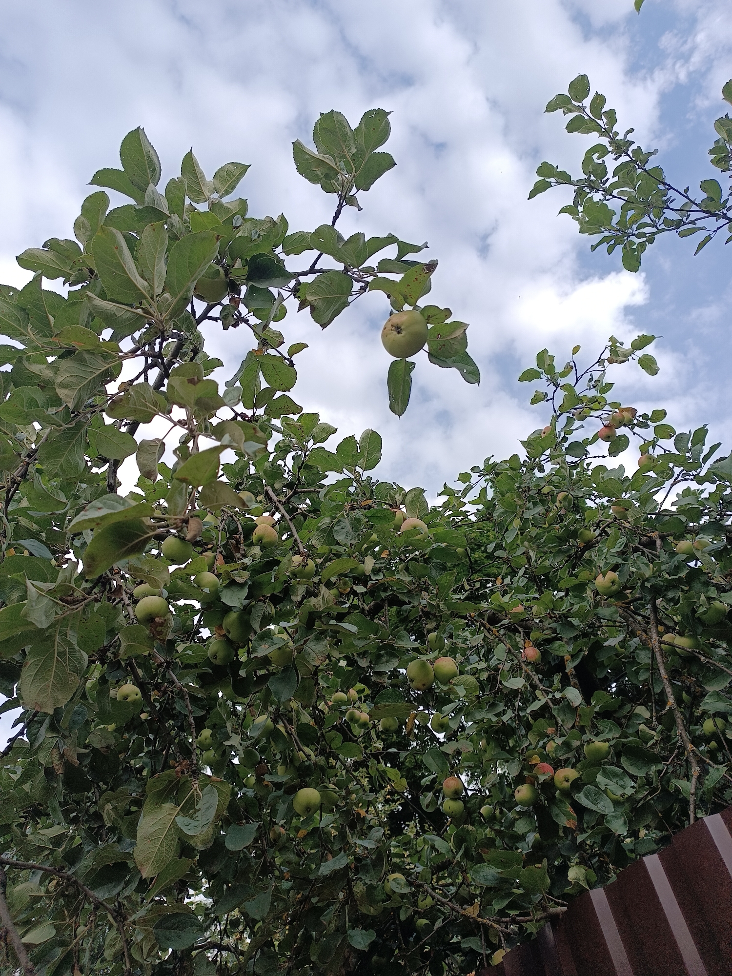 The image depicts an apple tree laden with green apples against a cloudy sky, observed from below. The tree branches, adorned with dense green foliage, dominate the frame. Scattered amongst the leaves are numerous unripe apples, some tinged with red. In the lower right corner, a segment of a corrugated brown fence is visible. The scene is situated in Bykovo, Russia. There are no people or animals present in the image. The lighting suggests an overcast day.