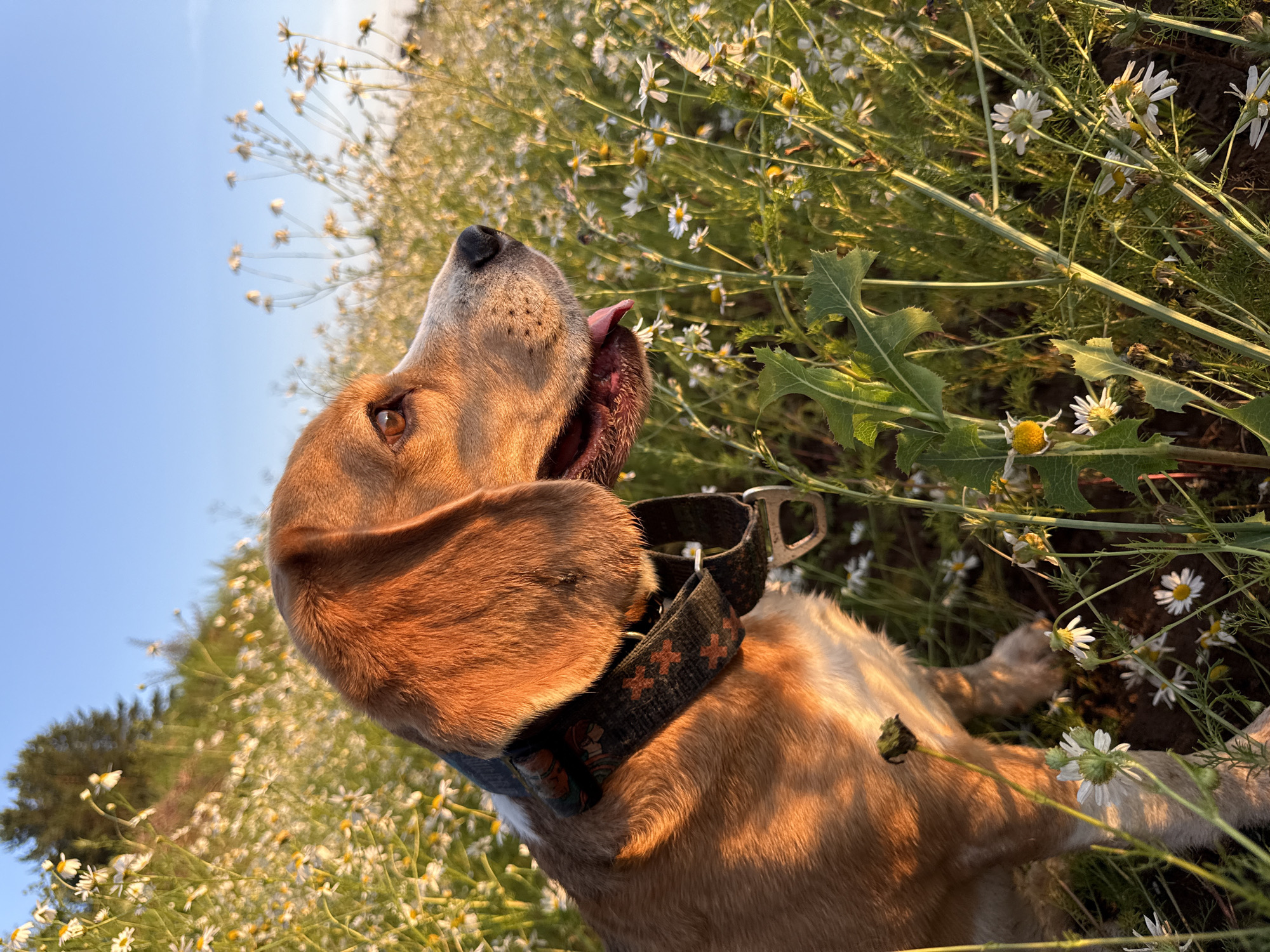 An eye-level shot, taken from a low angle, shows a brown and white beagle dog lying down in a field of daisies. The dog is facing to the left and looking up towards the sky. Its tongue is sticking out of its mouth. The dog is wearing a dark collar with a pattern of orange crosses. The field of daisies extends into the background, with some green foliage and trees visible in the distance. The sky is a clear blue, and the sun appears to be setting, casting a warm glow on the scene. The time of day is late afternoon or early evening. The weather appears to be clear and warm. The location is likely a rural area, given the field of flowers. The dog appears relaxed and content. There is no visible text in the image.