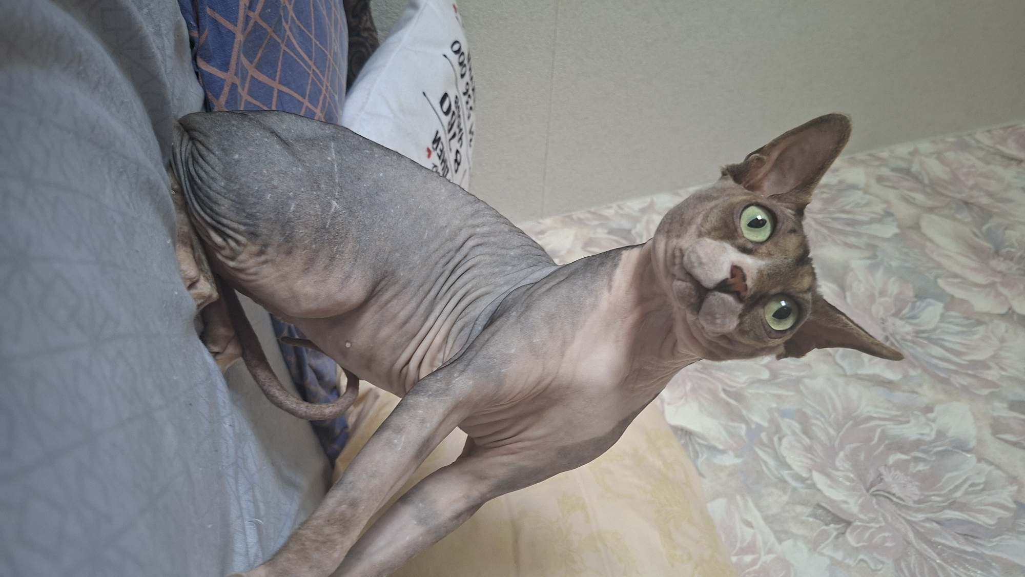 An eye-level, medium shot captures a hairless Sphynx cat with striking green eyes perched on a bed. The cat's skin is a patchwork of grey and tan tones, with visible wrinkles and folds. Its ears are large and pointed, and its head is tilted slightly to the left, giving it an inquisitive expression. The cat is positioned in a curled posture, with its body angled towards the viewer and its tail wrapped around its hindquarters. The background consists of a floral patterned wallpaper in muted pinks and whites, and a portion of a yellow pillow. A white pillow with black text is visible in the lower left quadrant of the image. The bed appears to be covered with a grey sheet. The lighting is soft and natural, casting gentle shadows. The scene is indoors, likely in a residential setting. There is no information available to place this image in Забалоцкі сельскі Савет, Belarus.