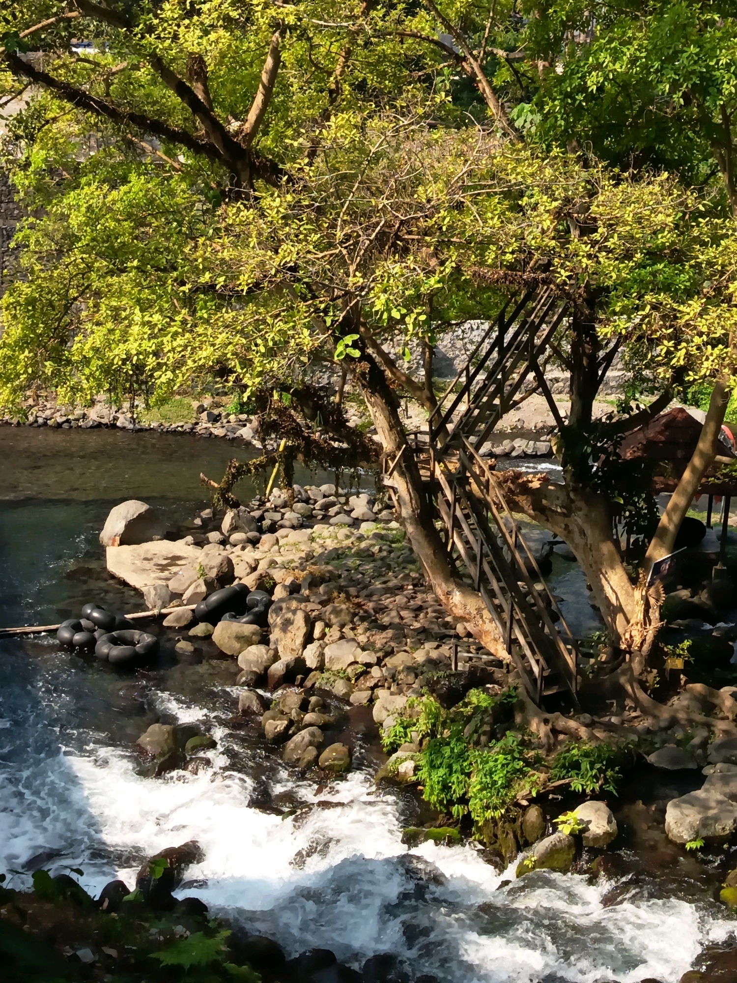 The image depicts a natural scene at a riverbank in Wangen, Indonesia. A stream flows from the foreground, with white rapids cascading over rocks. The riverbank is lined with stones and vegetation. In the middle ground, a wooden staircase is built around a large tree, leading up and over the river. Several large, smooth stones are visible near the bank, and some black, inflatable inner tubes are partially submerged in the water. In the background, more trees and foliage are present, suggesting a lush, green environment. A small, brown, thatched-roof structure can be seen to the right, possibly a shelter or stall. The lighting suggests it is daytime, with sunlight filtering through the leaves, creating dappled shadows. There are no people visible in the image.