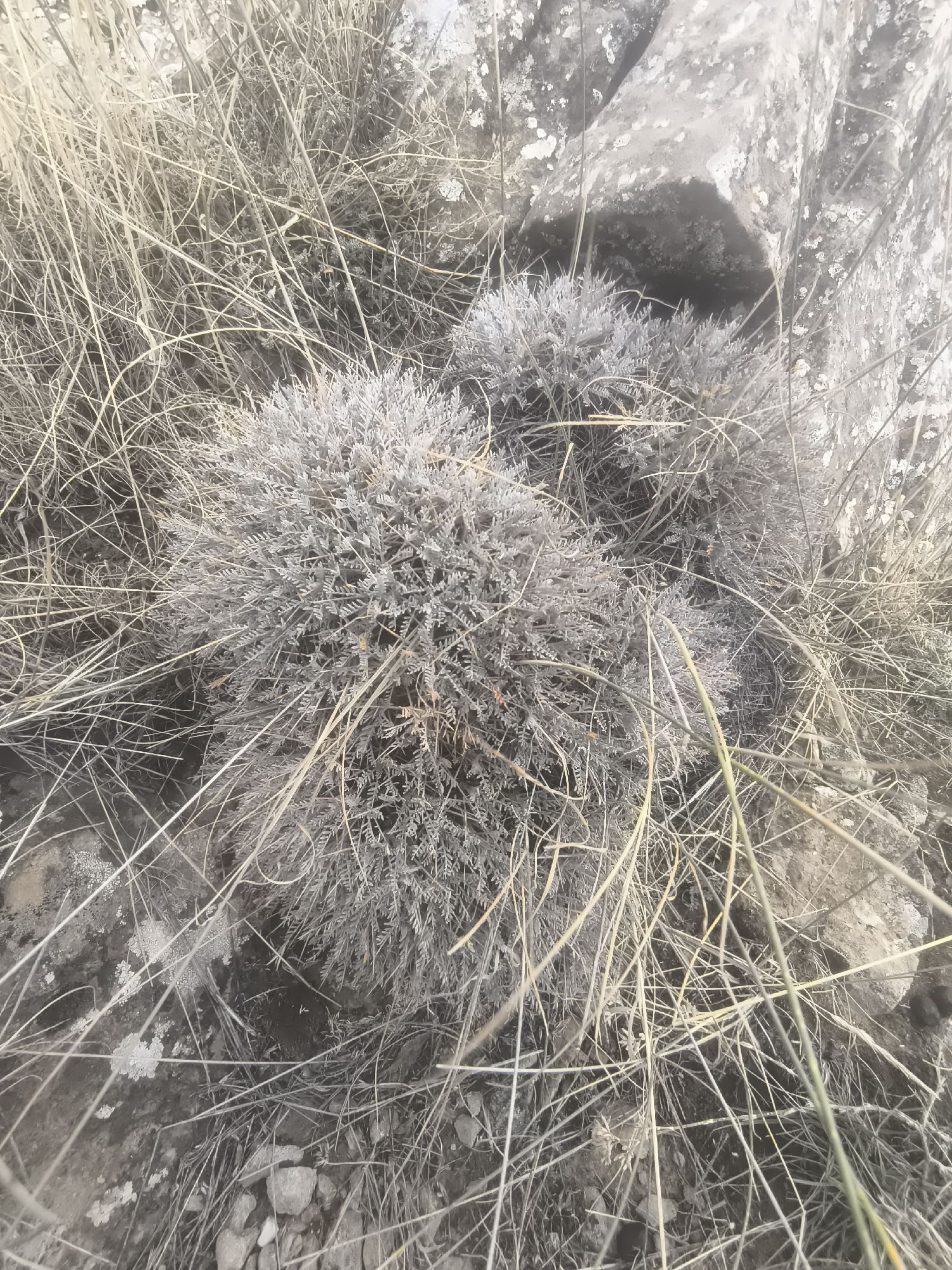 The image depicts a close-up view of a dry, rocky environment in Konyaaltı, Turkey. The foreground is dominated by a cluster of desiccated, greyish-green vegetation with feathery leaves, intertwined with dry, straw-like grasses. Several larger, rough-textured rocks, some with patches of white lichen, are visible in the background, partially obscured by the vegetation. The overall impression is one of arid, natural terrain. No people or animals are present in the scene.