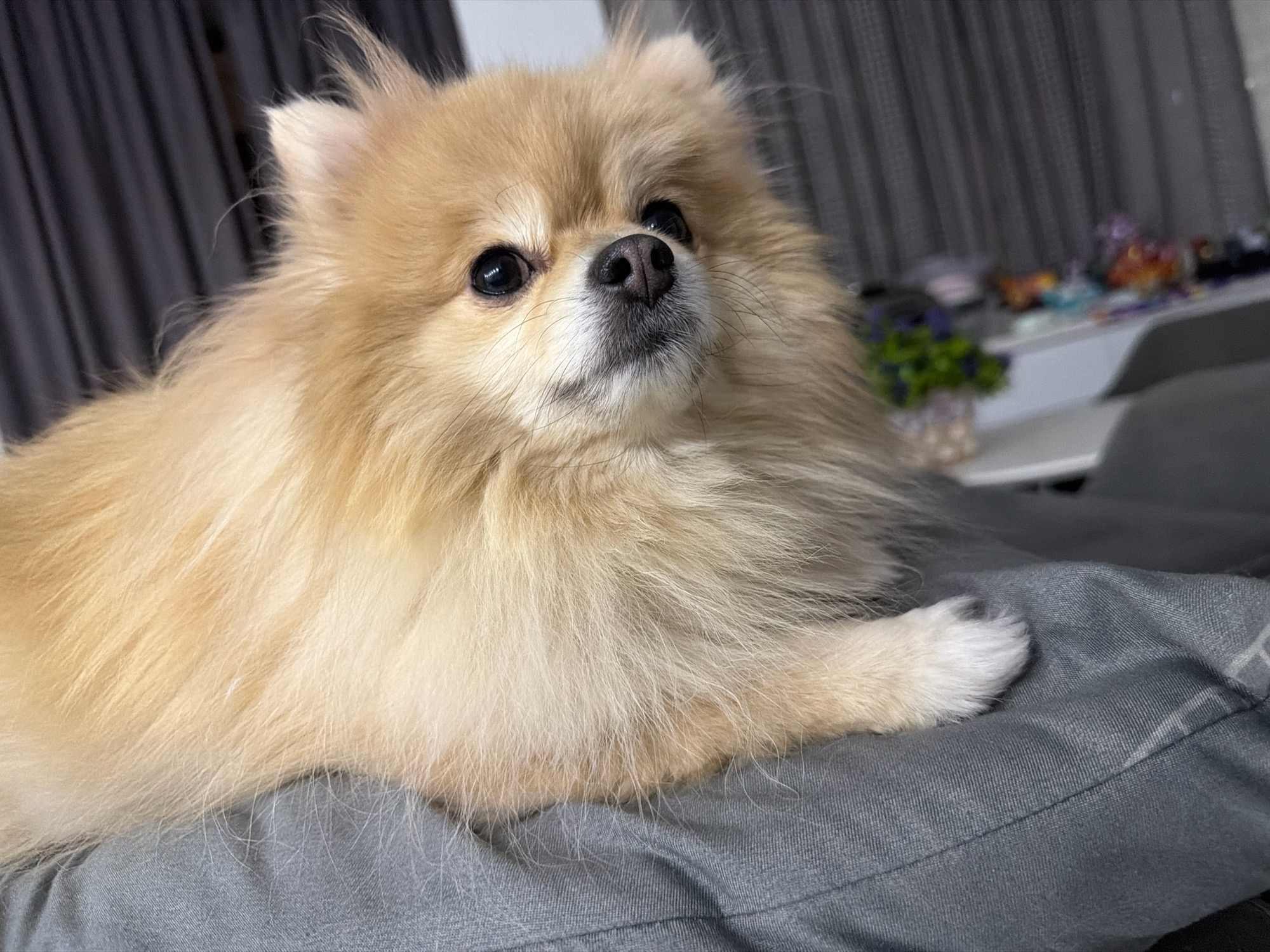 An overhead close-up shot shows a light brown Pomeranian dog lying on a gray cushion. The dog's fur is fluffy and light brown, with lighter colored strands around its face and chest. Its eyes are dark and round, and its nose is black. The dog's front left paw is resting on the cushion, and its claws are visible. The cushion is gray and appears to be made of a textured fabric. In the background, a dark gray curtain hangs on the left side of the frame, and a shelf with various items, including a vase of purple flowers and colorful objects, is visible on the right side. The lighting is soft, creating a warm and inviting atmosphere. The image does not provide any information that would allow for determining the location in the city of Tbilisi, Georgia.