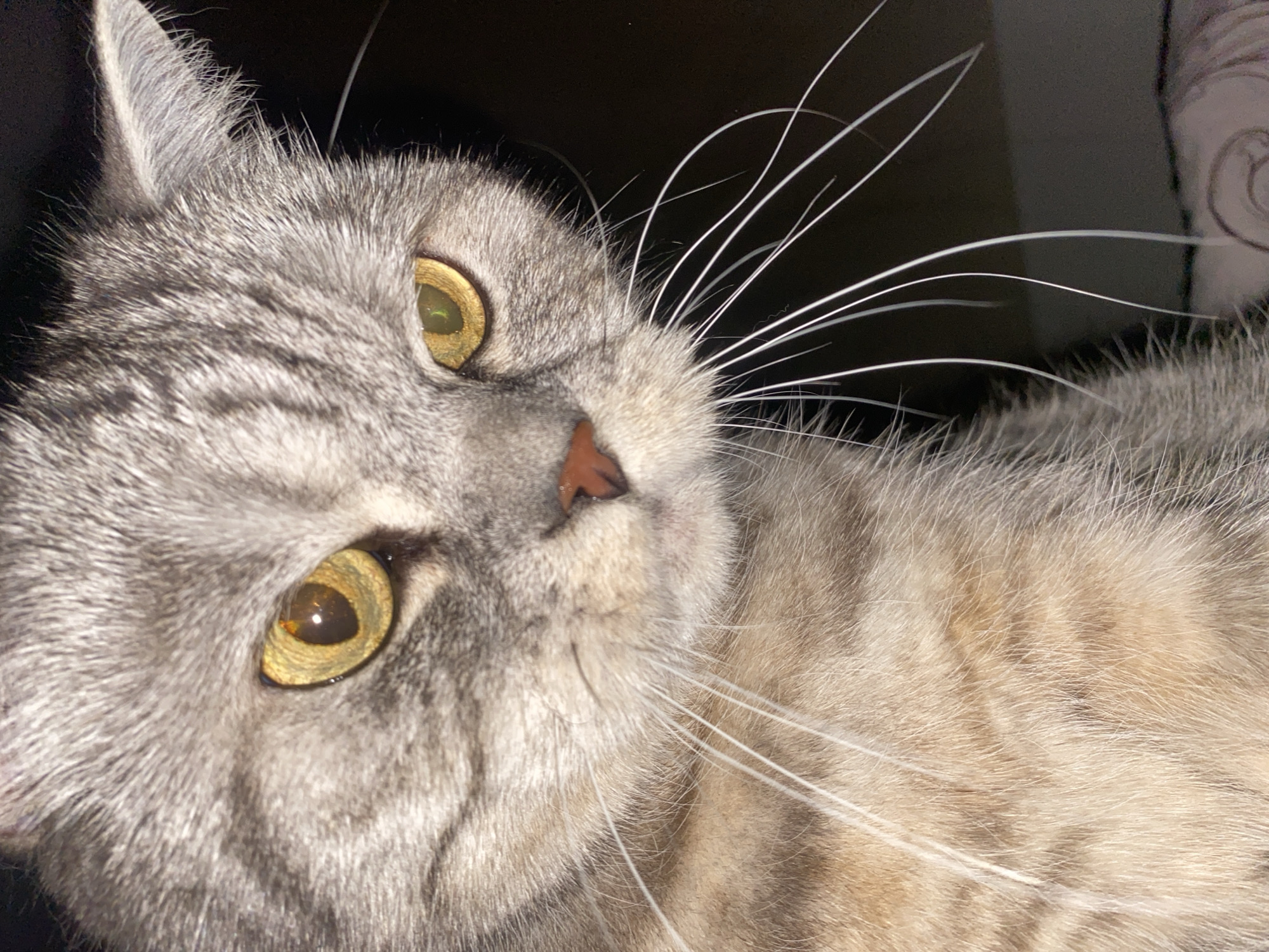 A close-up photograph shows a gray tabby cat with golden eyes. The cat is lying down and looking upwards. Its nose is pink and its whiskers are white and prominent. The background is dark and blurry. There is no information in the image to indicate it was taken in Chaikovsky, Russia.
