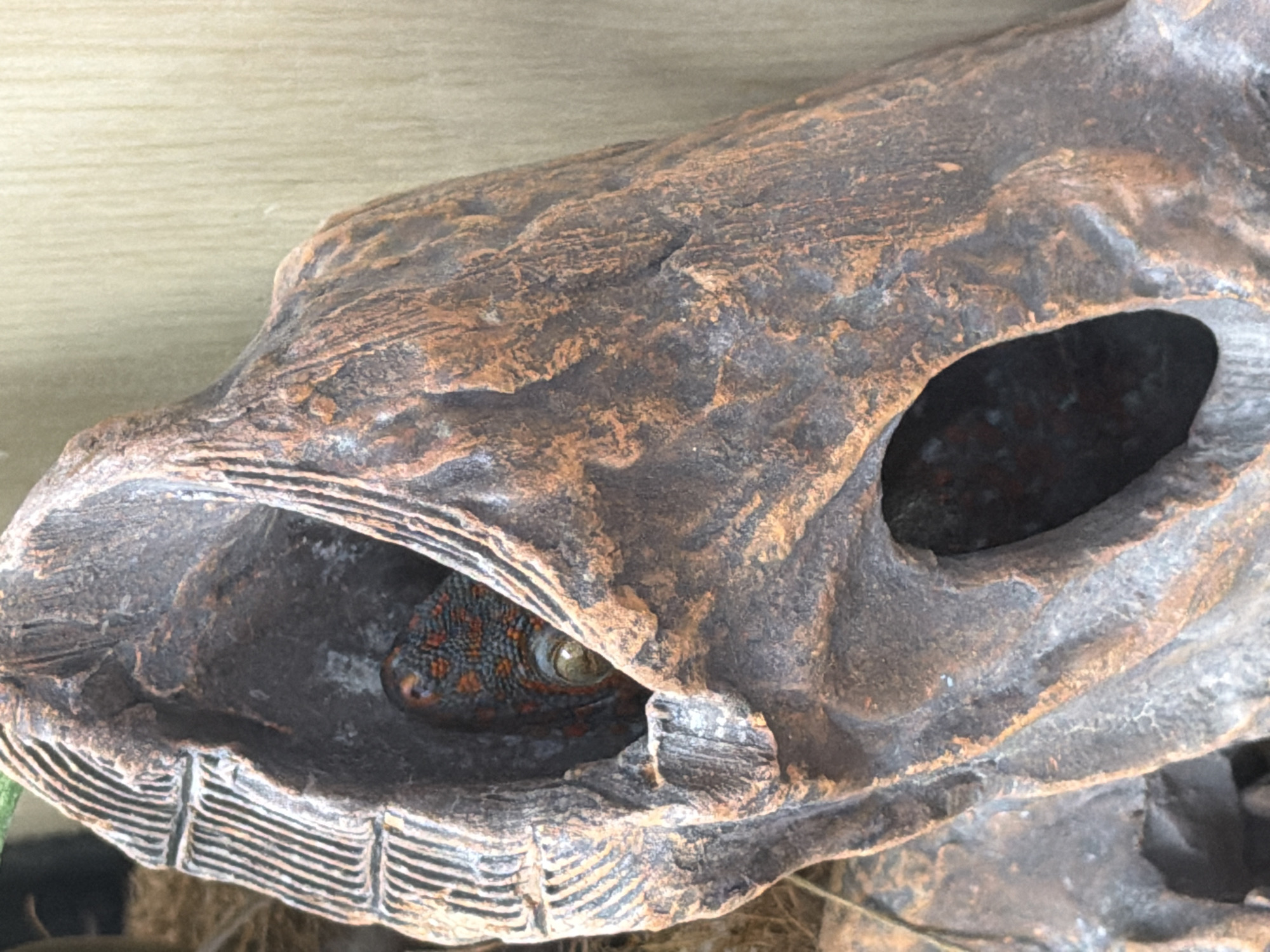 A gecko is partially visible inside a brown, hollow, artificial log. The gecko's head and one eye are visible, emerging from one end of the log. The log also has a hole on its side where more of the gecko's body is visible in the darkness. The background consists of light colored wall and some foliage. There is no indication of the location of Yekaterinburg, Russia.