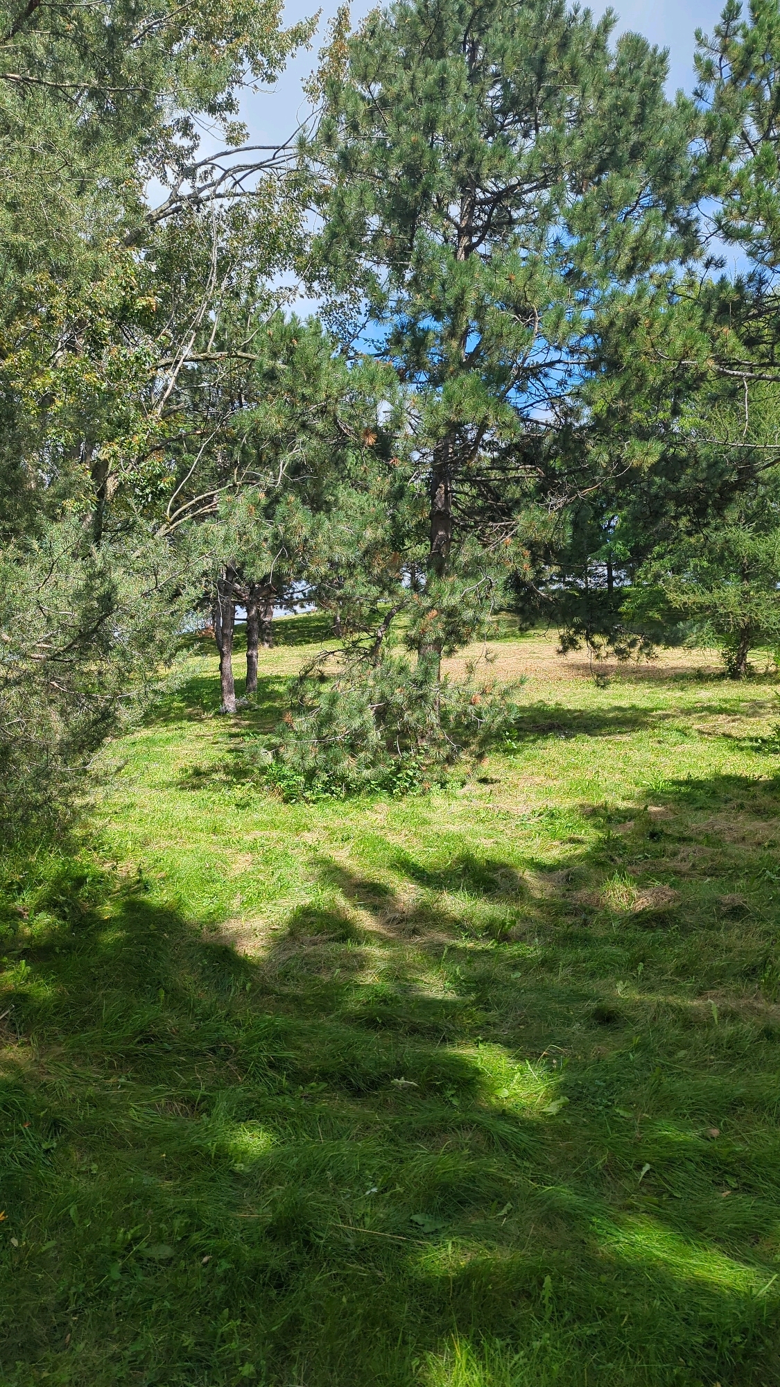 The image depicts a sun-dappled grassy slope with several trees, likely in an outdoor park setting. The foliage suggests a temperate climate, possibly in late summer or early autumn, with a mix of green and slightly yellowing leaves on some trees, while others remain vibrantly green. The ground cover is primarily composed of short to medium-length grass, with patches of taller grass and some scattered dry leaves or thatch. Shadows from the trees are cast across the grass, indicating a sunny day. In the background, more trees and a lighter, possibly overcast sky are visible. The scene appears tranquil and natural. Without specific landmarks or recognizable structures, pinpointing the exact location within Montreal, Canada, is not possible from the visual information provided.
