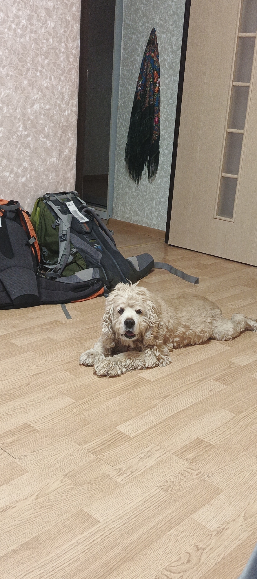 The image shows a light-colored, fluffy dog lying on a wooden floor. The dog is positioned in the foreground, facing the camera with its mouth slightly open. Behind the dog, there are two large backpacks, one dark gray and orange, and the other green and gray, leaning against a wall. The wall has a textured wallpaper with a floral pattern. Further in the background, a dark doorway is visible, and to the right, a cream-colored door with glass panels. A dark scarf with a colorful floral pattern and dark fringe is hanging on the wall in the background. The lighting suggests it could be indoors during the daytime. The dog appears relaxed, and the scene evokes a sense of casual domesticity or preparation for travel. There is no visible text in the image. The location context is Chaikovsky, Russia.