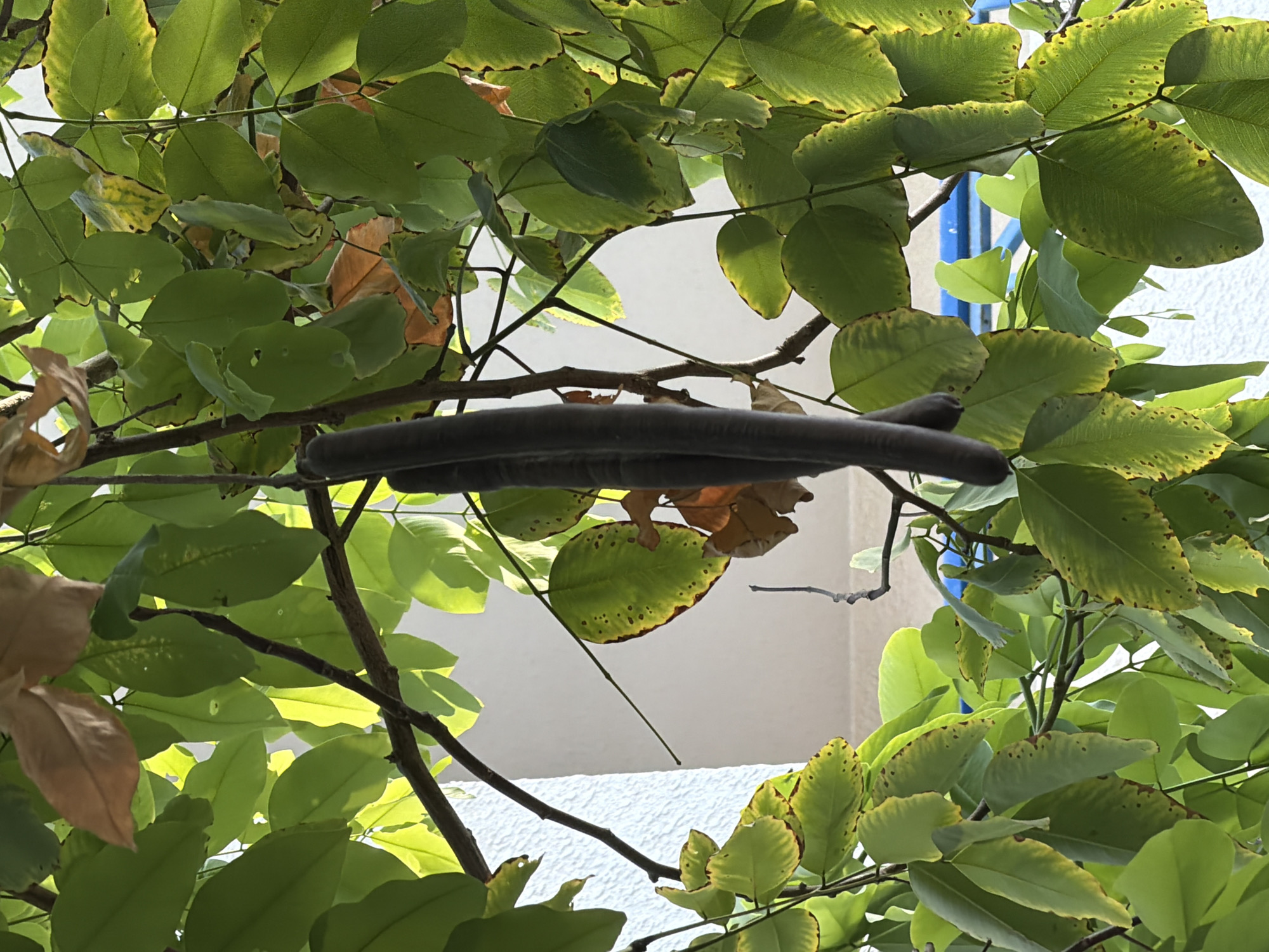 A close-up, eye-level shot shows dark brown, elongated seed pods hanging from a branch amidst lush green leaves. Some leaves show signs of browning or yellowing along the edges and have dark spots, suggesting potential nutrient deficiency or disease. The background is a blurred bright white wall, possibly a building facade, with hints of a light blue structure visible behind the foliage. The scene is illuminated by natural sunlight, casting shadows and highlighting the textures of the leaves and pods. The environment suggests an outdoor setting in a warm climate, consistent with Sharm El Sheikh, Egypt. No people or overt actions are depicted.