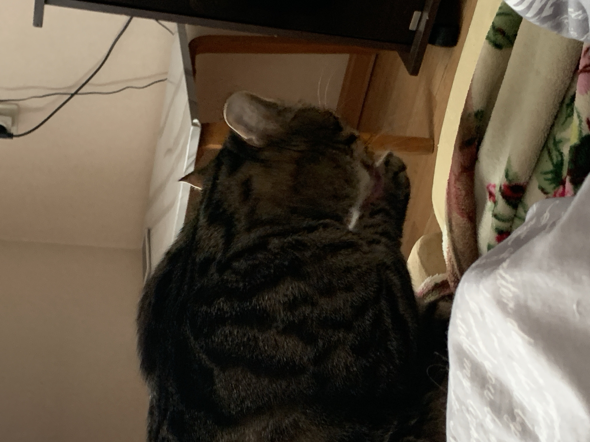 A tabby cat is seen from the rear, grooming itself with its paw raised to its face. The cat is seated on or next to a bed with patterned bedding, including white sheets with cursive writing and a patterned blanket. In the background, a wooden TV stand is partially visible against a wall. The image perspective is angled upwards.