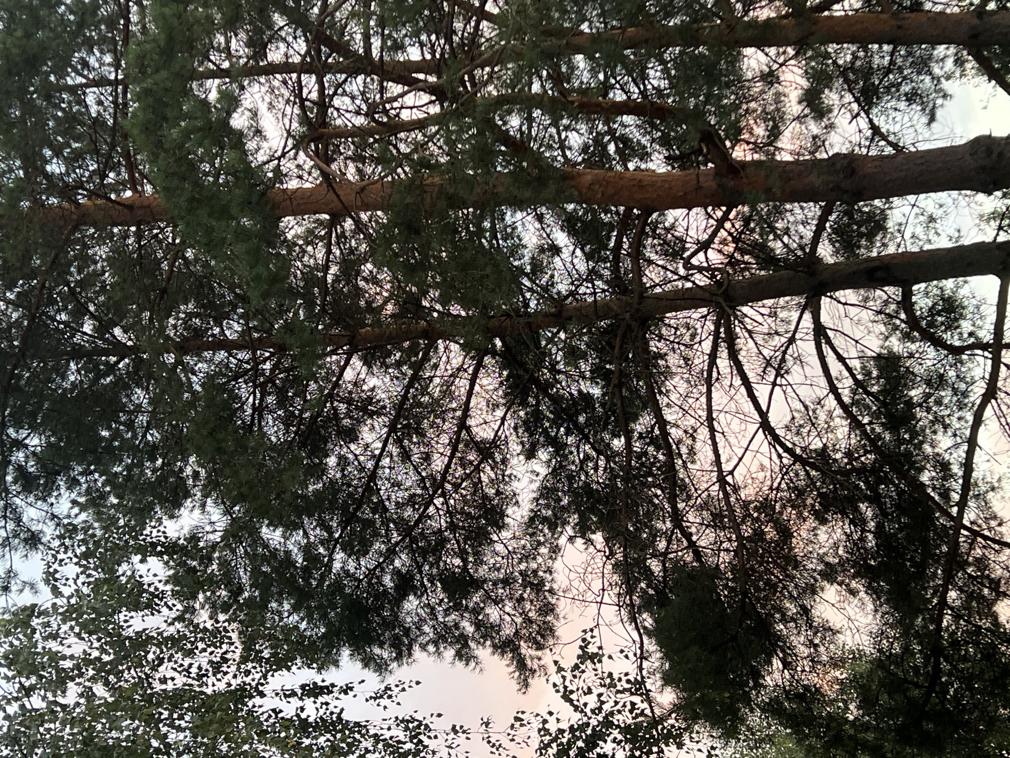 The image captures a close-up view of several tall pine trees against a soft, pastel-colored sky, indicative of either sunrise or sunset. The trees are silhouetted, with their dark green needles and intricate branch structures contrasting with the lighter sky. The sky exhibits subtle hues of pink and pale blue. To the left, the leaves of a deciduous tree, possibly birch due to their shape and lighter color, are visible, also silhouetted against the sky. The overall scene suggests a natural setting within or on the outskirts of Vilnius, Lithuania, potentially in a park or forested area during a transitional time of day. There are no people or discernible human activity in the frame. The focus is on the natural elements of trees and sky.