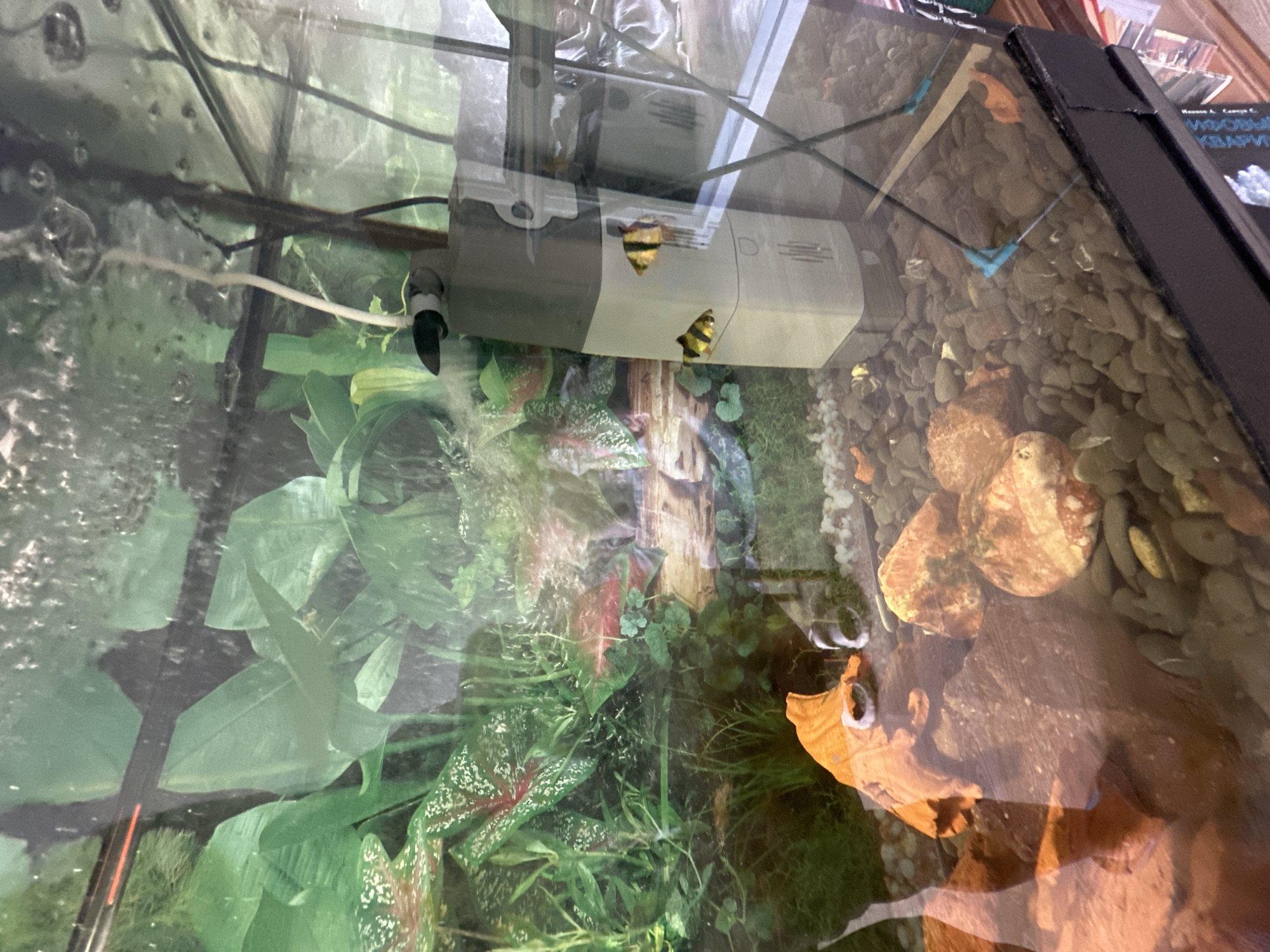 The image shows an indoor aquarium with several fish, artificial plants, and decorative elements. A water filter is visible on the right side of the tank. The aquarium appears to be set up for a freshwater environment. There are no people present in the image. The location of the aquarium in the city of Khimki, Russia, is not discernible from the visual information provided in the image.