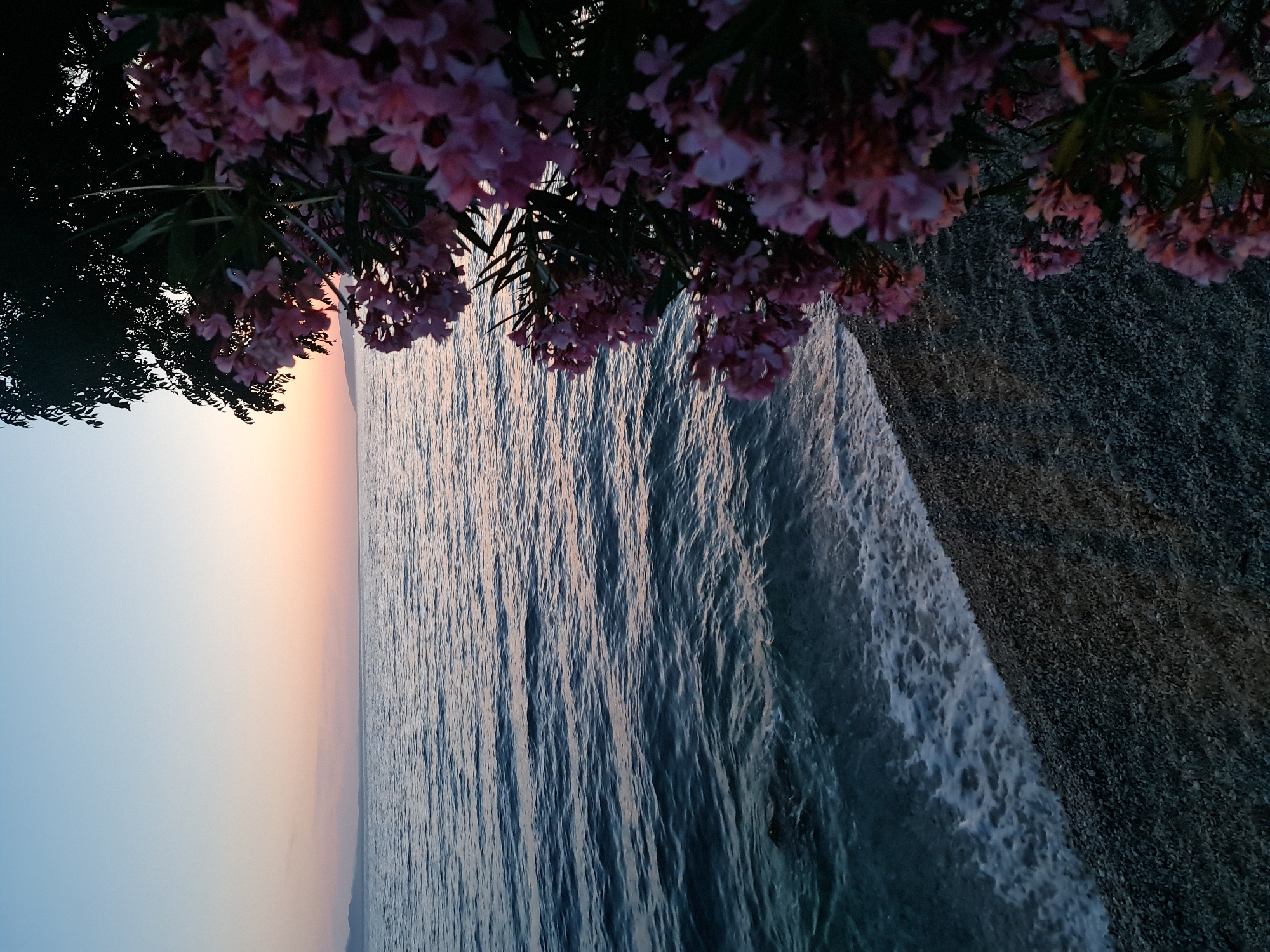 The image depicts a serene coastal scene at dusk, likely in Brist, Croatia, given the provided context. In the foreground, a pebbled beach lines the edge of the sea. The water is calm with gentle waves lapping against the shore, reflecting the soft hues of the twilight sky. To the right, a flowering plant with delicate pink blossoms and dark green foliage is in sharp focus, its branches cascading downwards towards the beach. In the background, a distant coastline is visible as a faint silhouette against the horizon, where the sky transitions from a pale blue to soft shades of pink and orange, indicating the setting sun. The overall atmosphere is peaceful and tranquil, with no people or specific structures visible, emphasizing the natural beauty of the location.