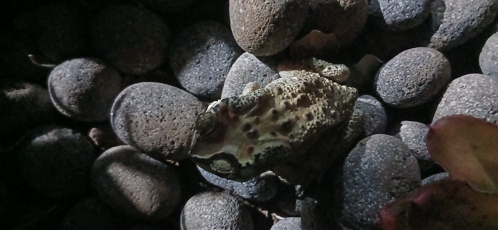 The image shows a close-up, dimly lit view of a toad resting amongst smooth, dark grey and brown pebbles. The toad, facing away from the viewer, has a mottled, bumpy skin texture in shades of brown, tan, and white. Its underside is visible, revealing a lighter coloration with dark speckles. The pebbles are of various sizes and shapes, some rounded and others more elongated, creating a textured ground for the toad. The background is dark and out of focus, suggesting a natural or contained environment. There is no indication of a specific location within Sekarputih, Indonesia, or any human presence. The scene is static, with the toad appearing to be at rest.