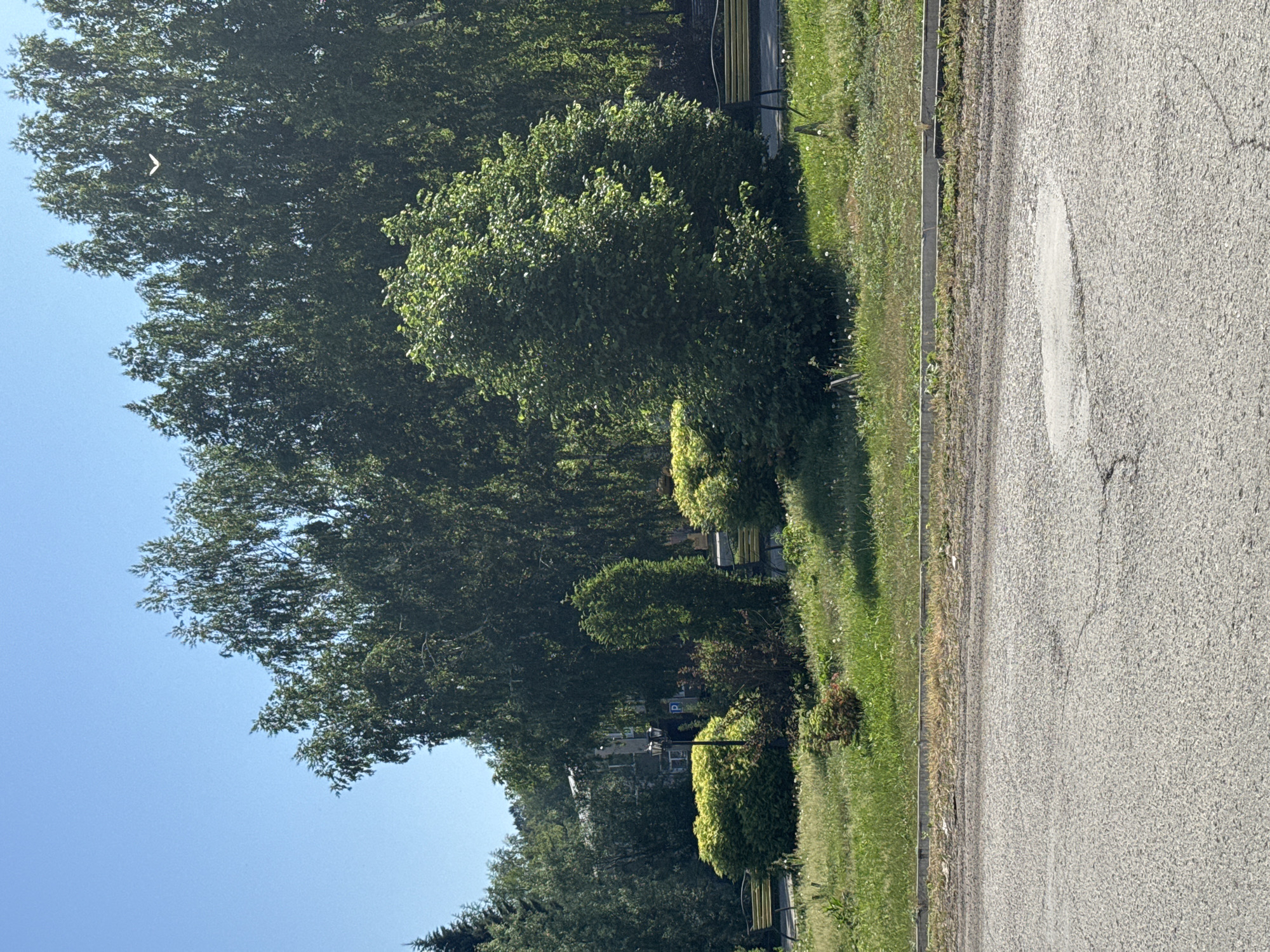 The image captures a sunny day in a park-like area, likely in the city of Soloneshnoye, Russia, given the provided context. The foreground shows a cracked asphalt surface, suggesting a road or pathway. Beyond this, a strip of dry grass and weeds lines a concrete curb. The midground is dominated by a lush green grassy area with scattered dandelions. Several elements of a park are visible: two yellow benches with dark frames are placed on either side of the grassy area. In the center of the park area, a lamppost with two lights stands near a circular sign with a blue 'P' on it, indicating parking. Various types of bushes and trees are present, including a large, bushy green tree in the center right, a tall, slender green conifer, and more rounded, bright green bushes. In the background, a dense line of tall trees, possibly birches, forms a natural wall. Behind these, a multi-story building with windows is partially visible. The sky is a clear, bright blue, and a small white bird is captured in flight against the trees.