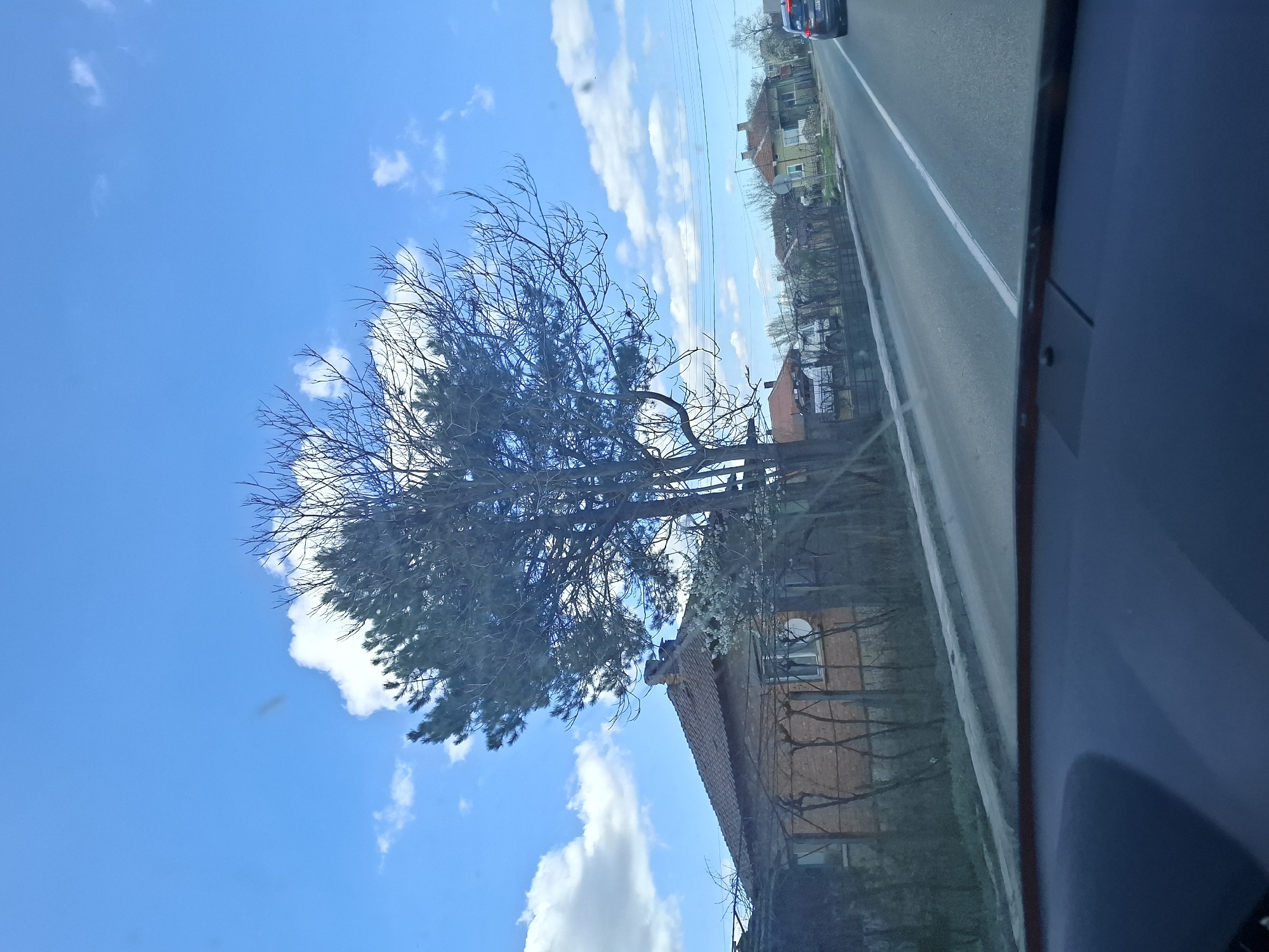 A roadside scene in Tsar Simeonovo, Bulgaria, is captured from inside a vehicle. A two-lane road with a white median line runs horizontally across the frame, with a dark-colored vehicle visible in the distance. Houses and bare trees line the side of the road. A large tree with sparse foliage is positioned in the foreground against a blue sky with scattered white clouds. Part of the vehicle interior is visible on the right side of the frame.