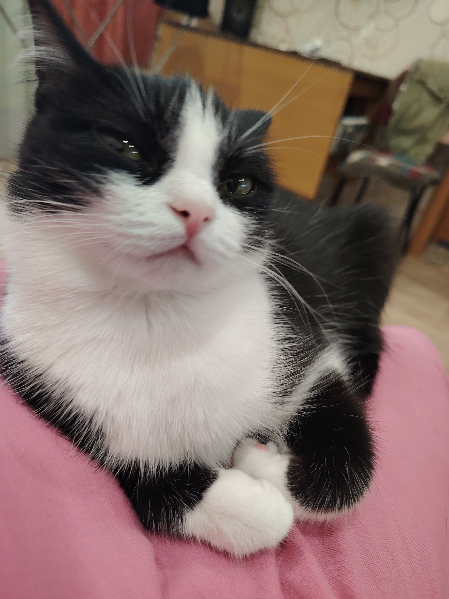 A close-up shot features a black and white tuxedo cat resting indoors. The cat is the central and primary subject, occupying most of the frame. It has distinctive black fur on its head, ears, back, and sides, contrasted with a fluffy white chest, chin, and muzzle. Its nose is pink, and its eyes, which appear greenish, are partially closed, indicating relaxation or drowsiness. Reflections are visible in its eyes. Long, delicate white whiskers extend from its muzzle.
The cat is positioned on a soft, pink fabric, which appears to be clothing or a blanket, possibly a person's lap. Its front paws are neatly tucked beneath its chest, contributing to its calm posture. The background is softly blurred, showing hints of a domestic setting, including light brown furniture (possibly a cabinet or table), a chair with fabric, and patterned wallpaper. The lighting suggests an indoor environment, but the specific time of day is not discernible. The overall mood conveyed by the cat's expression and posture is one of contentment and tranquility. There is no visible text in the image.