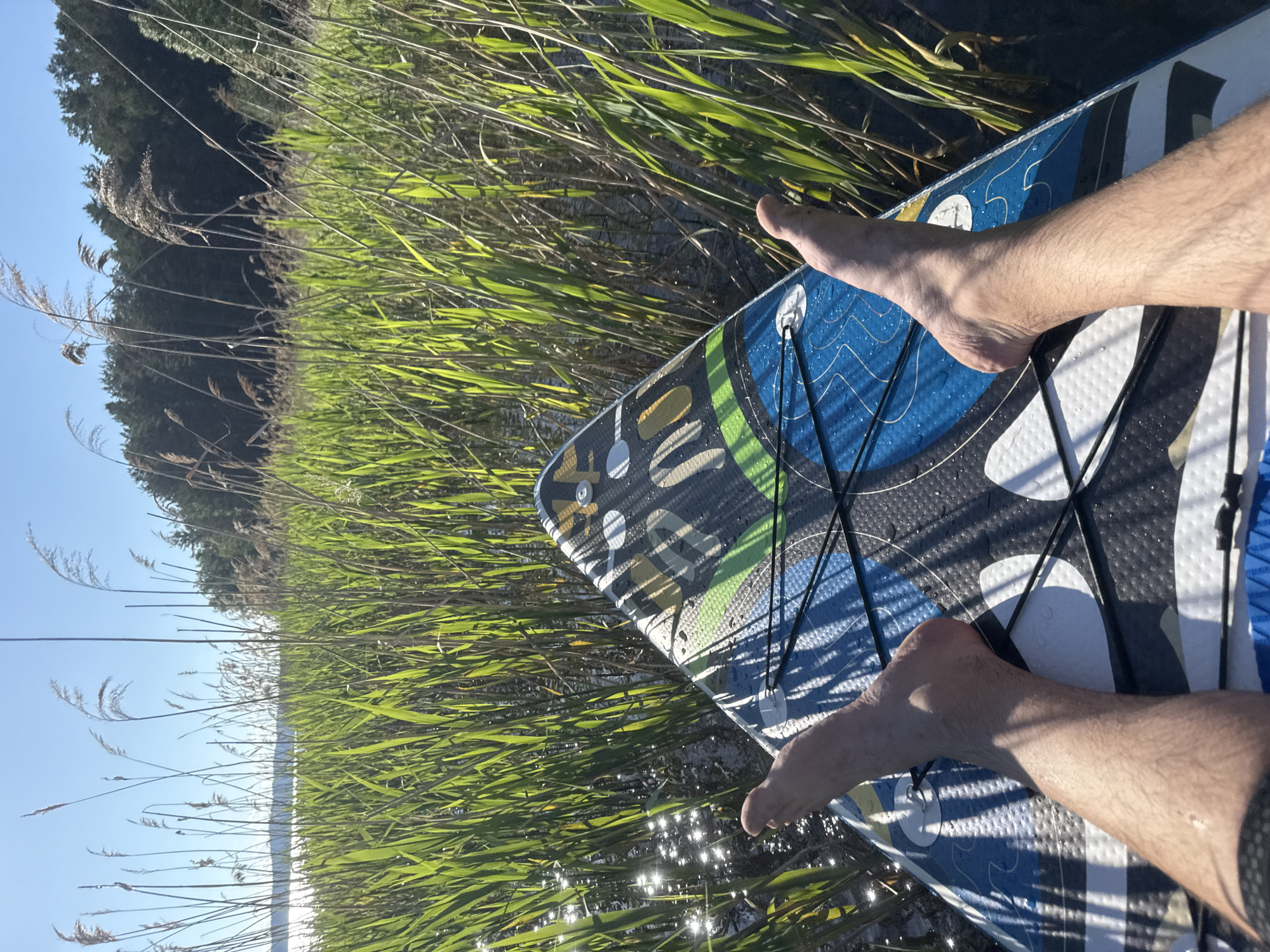 A person's legs and feet are visible on the front of a blue and black paddleboard, which is on the water amidst tall green reeds. The paddleboard has a patterned design. Sunlight reflects off the water, creating bright sparkles. In the background, a dense forest borders a body of water under a clear blue sky. The scene appears to be a natural outdoor setting in Gora (Khokhlovskoe S/P), Russia.