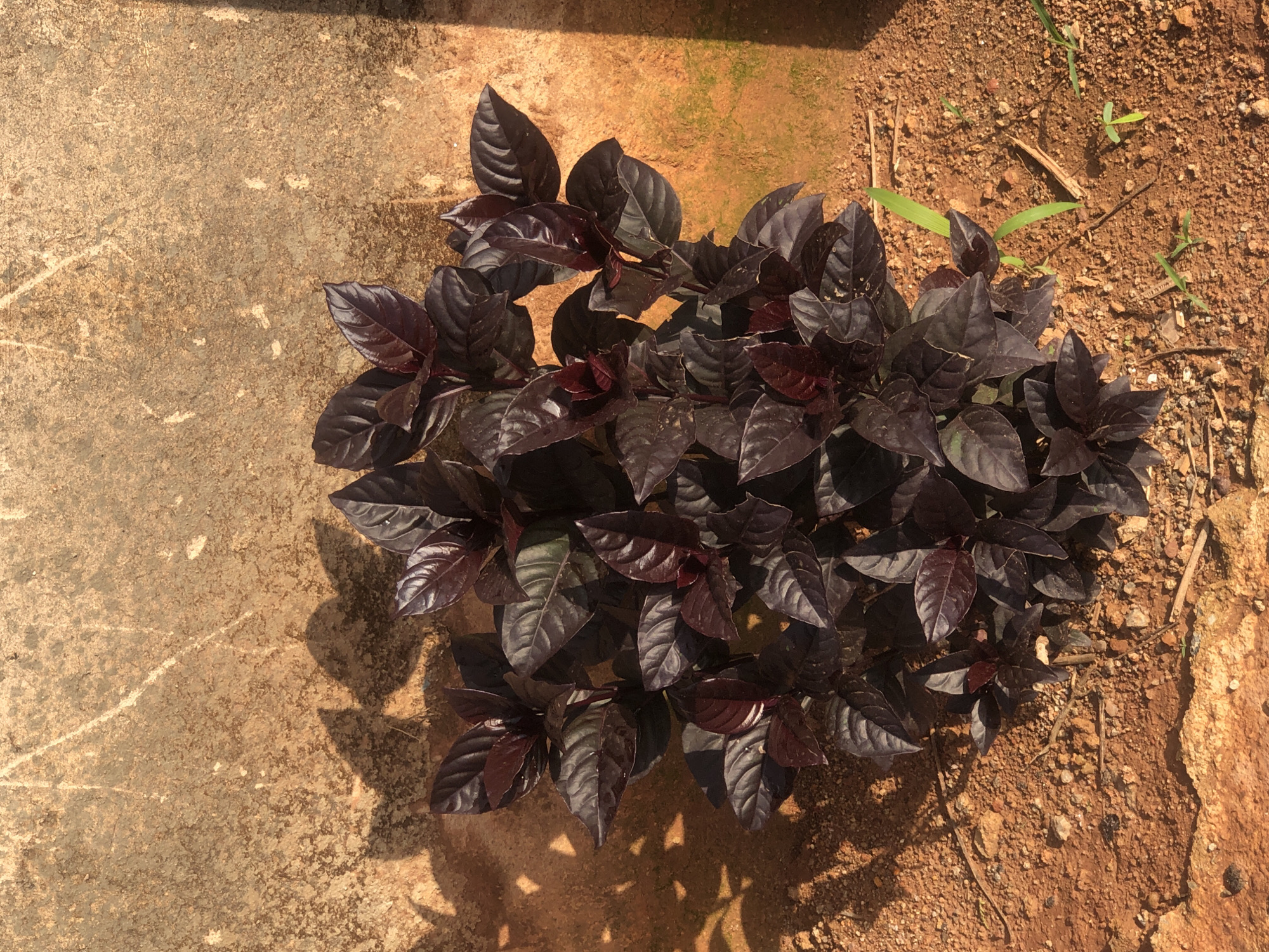 A close-up, overhead shot captures a dark-leaved plant against an orange, textured wall and reddish-brown soil. The plant, which appears to be a shrub or bush, has numerous deep maroon to almost black, glossy leaves with prominent veins. The leaves are ovate with pointed tips. Shadows of the plant are cast on the wall and ground, indicating bright sunlight. The wall itself is rough and appears weathered, with some light-colored streaks and possibly moss or lichen in places. The ground is composed of loose soil, pebbles, and a few small blades of green grass growing around the plant's base. The scene suggests an outdoor environment, likely in a garden or near a building. The image was captured in Bar Jirgi Summa, Nigeria.