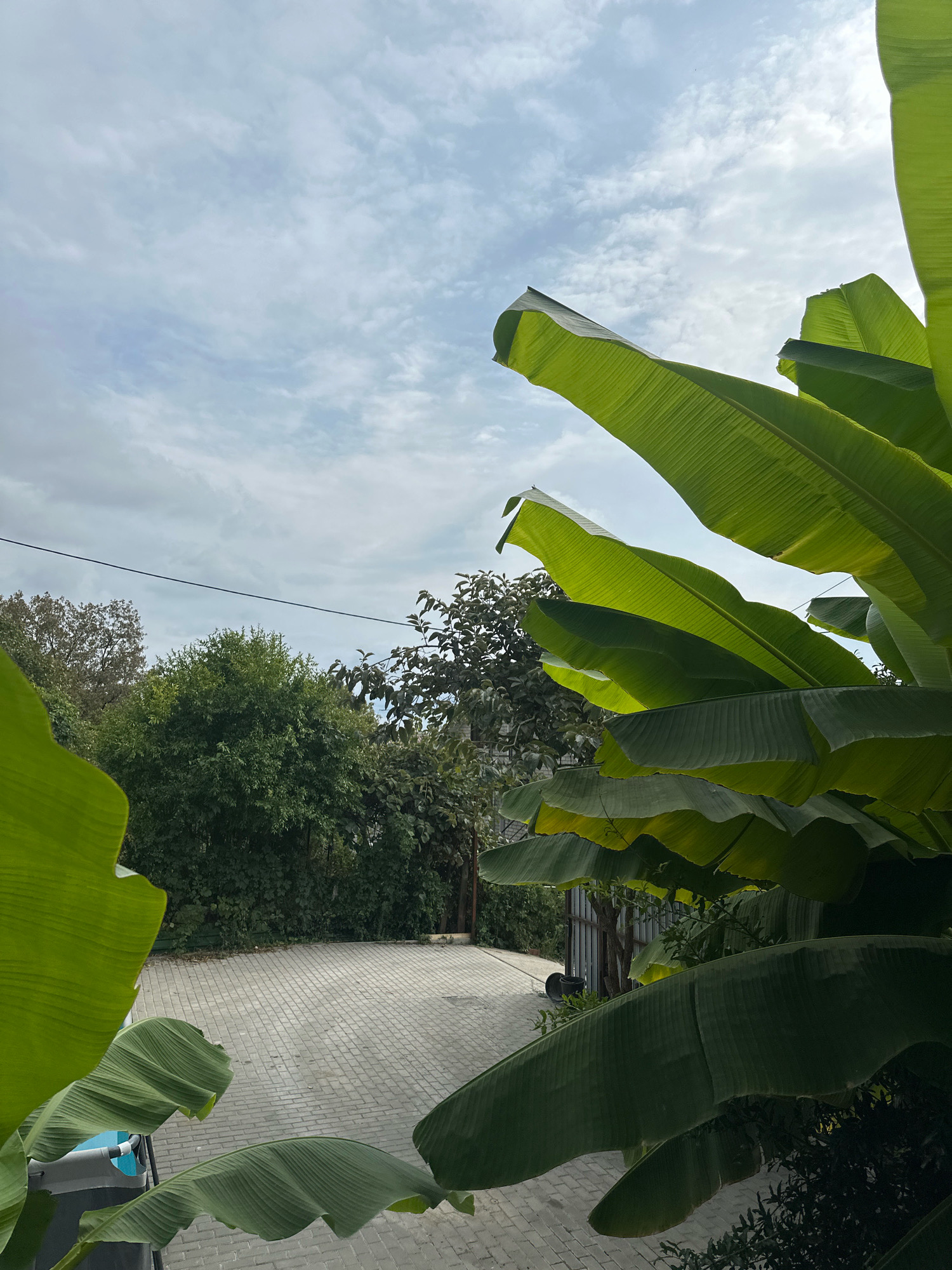 The image depicts an outdoor scene with a paved area in the foreground, surrounded by lush green foliage. Large, vibrant green banana leaves dominate the right side of the frame, with some also visible on the left. In the background, a dense line of trees and bushes separates the paved area from what appears to be a fenced enclosure. A single power line stretches horizontally across the upper middle section of the image. The sky above is partly cloudy, with a mix of white and grey clouds against a pale blue background. A sliver of a blue object, possibly a pool or tank, is visible in the bottom left corner. The overall impression is one of a tropical or subtropical outdoor setting, likely a backyard or garden area.