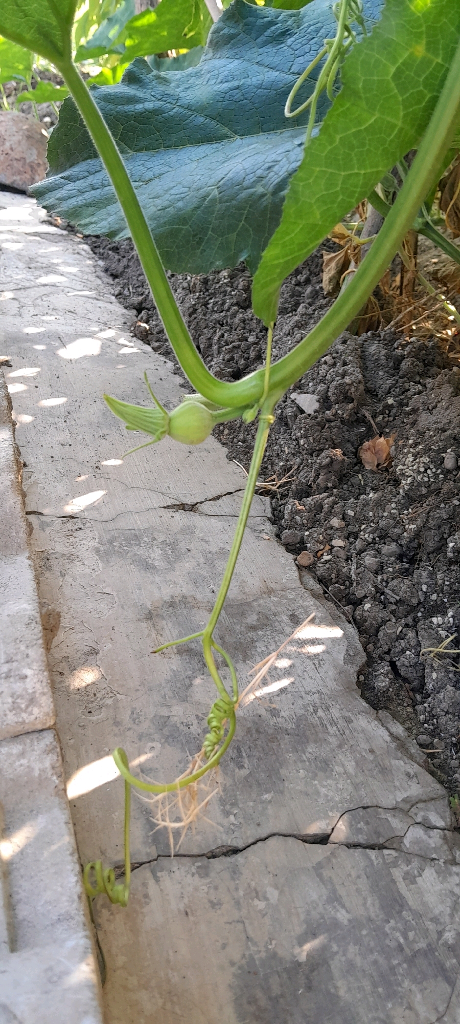 The image shows a close-up view of a young squash plant growing in what appears to be a garden or outdoor planting area. The plant has a thick, green stem with a small, developing squash fruit visible. There are also large, dark green leaves attached to the stem. The plant is growing next to a cracked concrete surface, with dark, loamy soil surrounding it. The background shows more of the plant's foliage and dry soil. The lighting suggests it is daytime, with shadows cast on the concrete. The scene appears to be outdoors, with no urban or specific city elements immediately visible.