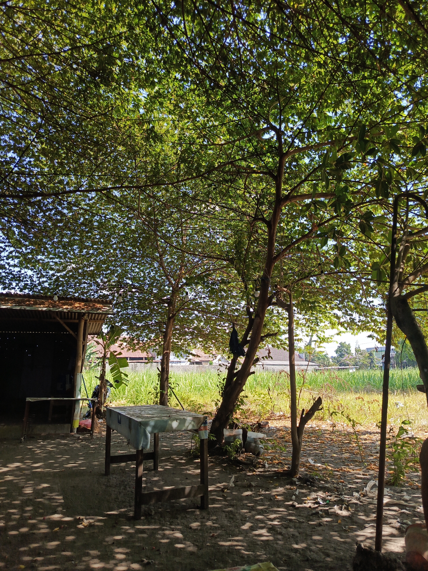 This image depicts an outdoor scene under the shade of a dense tree canopy. In the foreground, two tables are visible; one is covered with a light-colored sheet, and the other is partially obscured by the foreground table. To the left, a rustic structure with a corrugated metal roof and open sides is present, with a banana plant growing nearby. The ground is covered in dirt, leaves, and scattered debris, with dappled sunlight creating shadows across the surface. In the background, a field of tall grass or crops is visible, with a few buildings and trees in the distance. The sky is clear and blue, suggesting a sunny day. The overall impression is one of a simple, possibly rural or semi-rural outdoor area, possibly a small roadside stall or rest area within the city of Kediri, Indonesia, given the context.