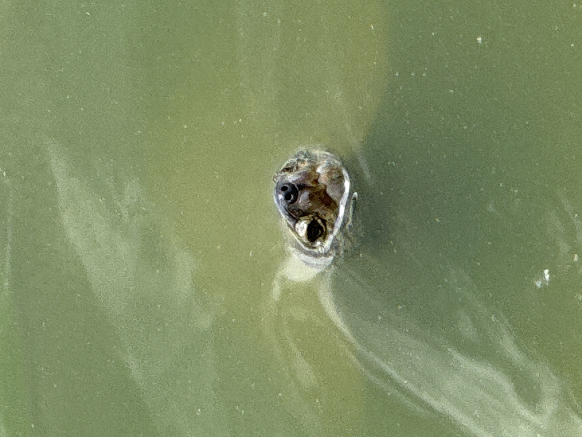 A close-up, overhead shot captures the head of a small turtle emerging from murky, green water. The turtle's head is mostly submerged, with only its eyes and snout visible above the surface. Its skin appears to be a mottled brown and grey, and its eyes are dark and beady. The water is a dull, greenish hue, suggesting a pond or lake. The surface of the water has slight ripples and a few scattered, light-colored specks, possibly dust or algae. The lighting suggests it is daytime, but the overall impression is one of stillness and quiet. The scene is simple and natural, focusing on the small creature in its aquatic environment. No text is visible in the image. The location context is Da Lat, Vietnam.