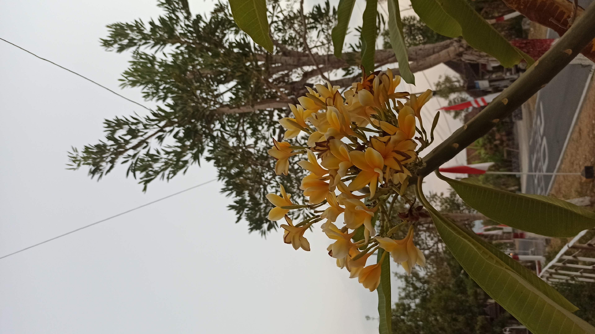 A close-up, vertical, eye-level shot captures a cluster of yellow frangipani flowers blooming on a branch. The flowers are the primary subject, with detailed petals and some showing brown tips. Two large green leaves extend from the branch, framing the flowers. In the background, the trunk and branches of a tree with green foliage are visible against a pale, overcast sky. A thin electrical wire stretches diagonally across the upper portion of the frame. Further in the background, a road can be seen with two Indonesian flags (red and white) planted on either side. There are also hints of buildings and a white railing. The overall scene suggests an outdoor environment in Bedikulon, Indonesia, possibly during daytime.