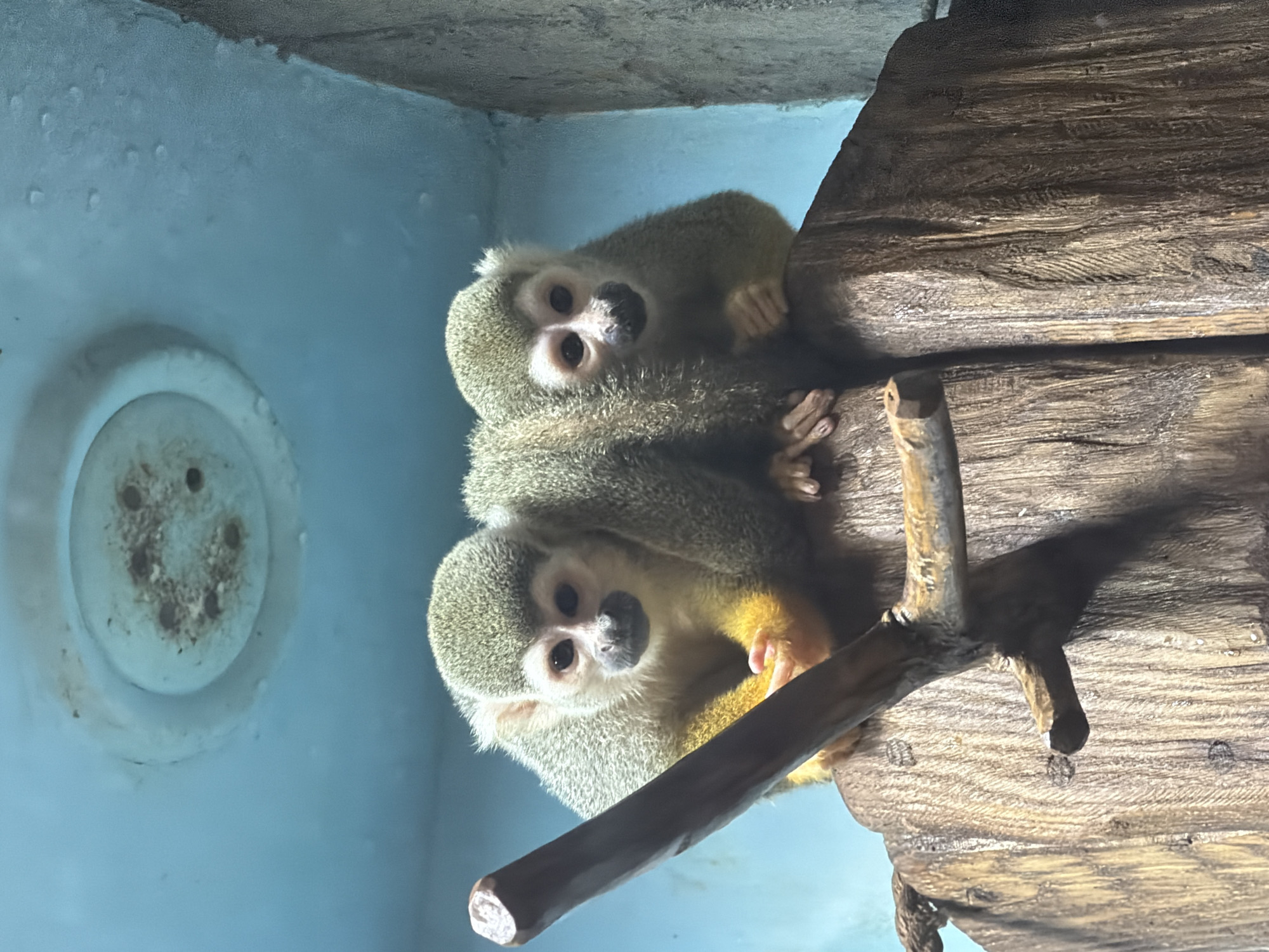 Two squirrel monkeys are perched on a wooden structure, with a blue wall and a circular fixture in the background. The monkey on the left is facing the camera, while the monkey on the right is partially turned away. Both monkeys have light grey fur on their heads and backs, with lighter fur on their faces and yellow fur on their limbs. The wooden structure appears to be a log or a large branch. The environment suggests an enclosure, possibly in a zoo or wildlife park. The image does not contain any information to suggest it is located in Sochi, Russia.