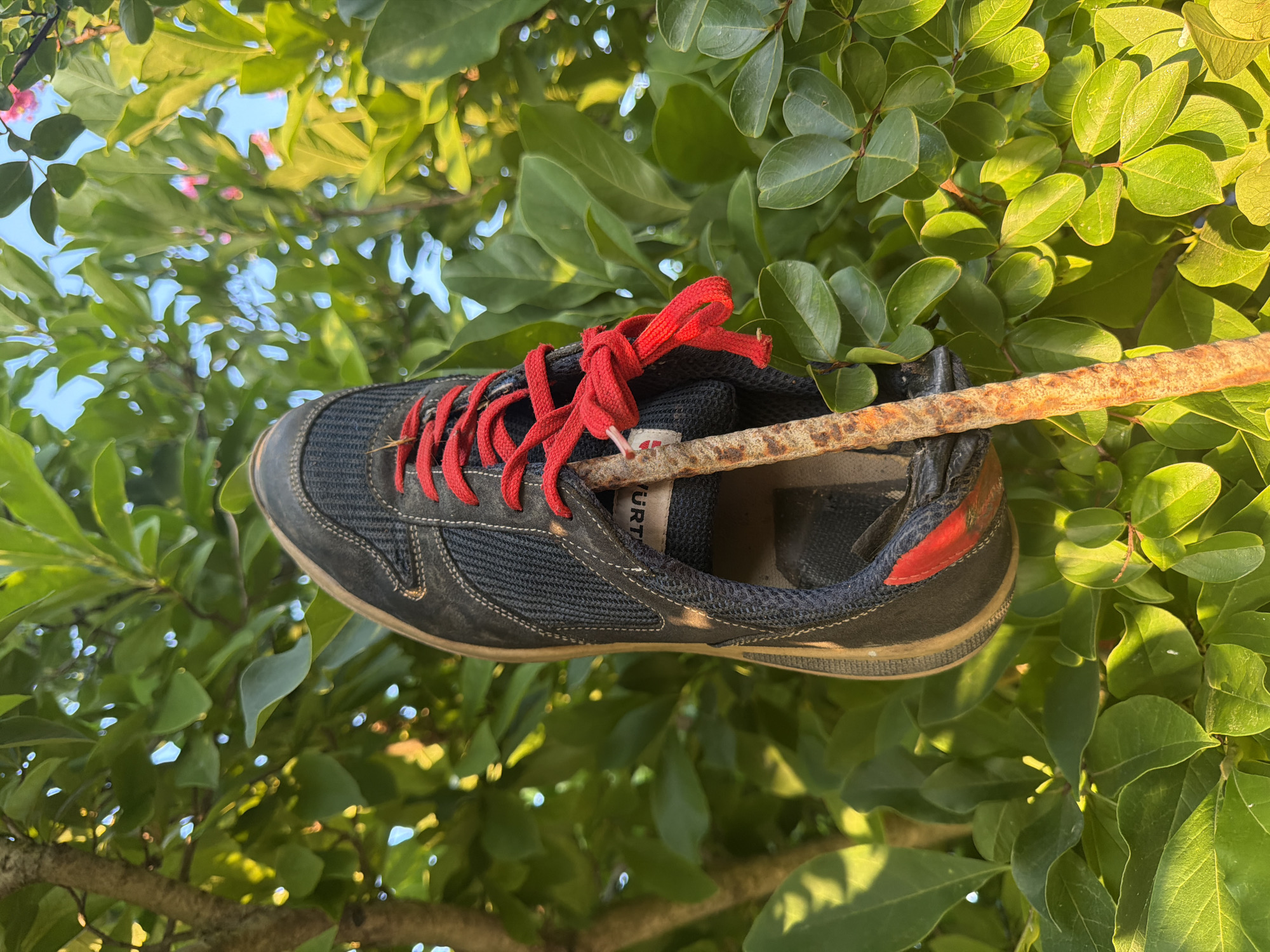 A single, dark blue sneaker with bright red laces is impaled on a rusty metal rod. The sneaker is positioned vertically, with the rod passing through the sole and out the top. The shoe appears to be a work shoe, with a reinforced toe and a mesh upper. The red laces are loosely tied, with one end dangling. The sneaker is set against a backdrop of lush green foliage, suggesting an outdoor setting. The lighting suggests it is daytime, with sunlight filtering through the leaves. There are no people or animals visible in the image, and no indication of any specific location within Generalovo, Bulgaria.