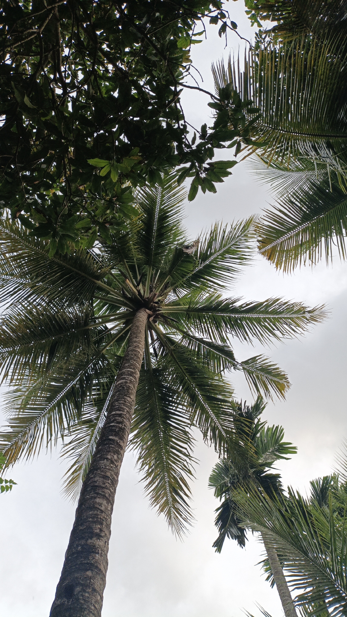 This is a low-angle, full-shot photograph of a cluster of palm trees against an overcast sky. The largest and closest palm tree dominates the foreground, its rough, textured trunk extending upward out of frame at the bottom left. Its fronds spread out in a fan-like pattern, filling the central and right portions of the image. In the upper left, a dense canopy of dark green leaves from another tree partially obscures the sky. To the right of the main palm tree, the fronds of another palm tree are visible, also reaching towards the sky. The overall scene suggests a tropical environment, likely in Palohlada, Indonesia, characterized by lush vegetation and a cloudy sky. There are no people or discernible actions taking place in the image.