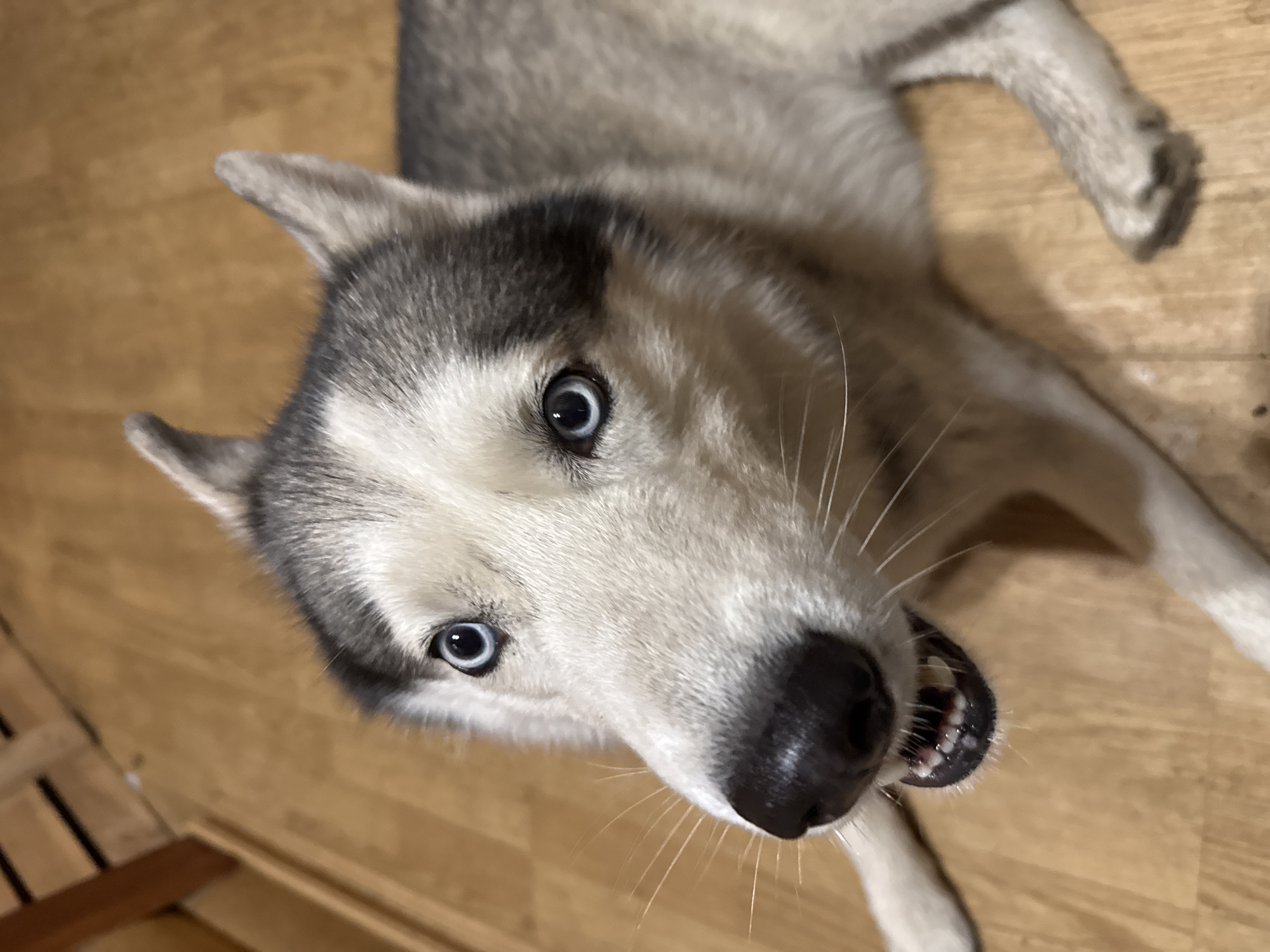A close-up, high-angle shot shows the head and upper body of a grey and white husky dog lying on a light brown wooden floor. The dog's mouth is slightly open, revealing its teeth and gums. Its blue eyes are looking directly at the camera, and its ears are perked up. The background consists of more wooden flooring and a hint of a wooden structure in the upper left corner. The image does not provide any information about the city of Bykovo, Russia, or any specific location.