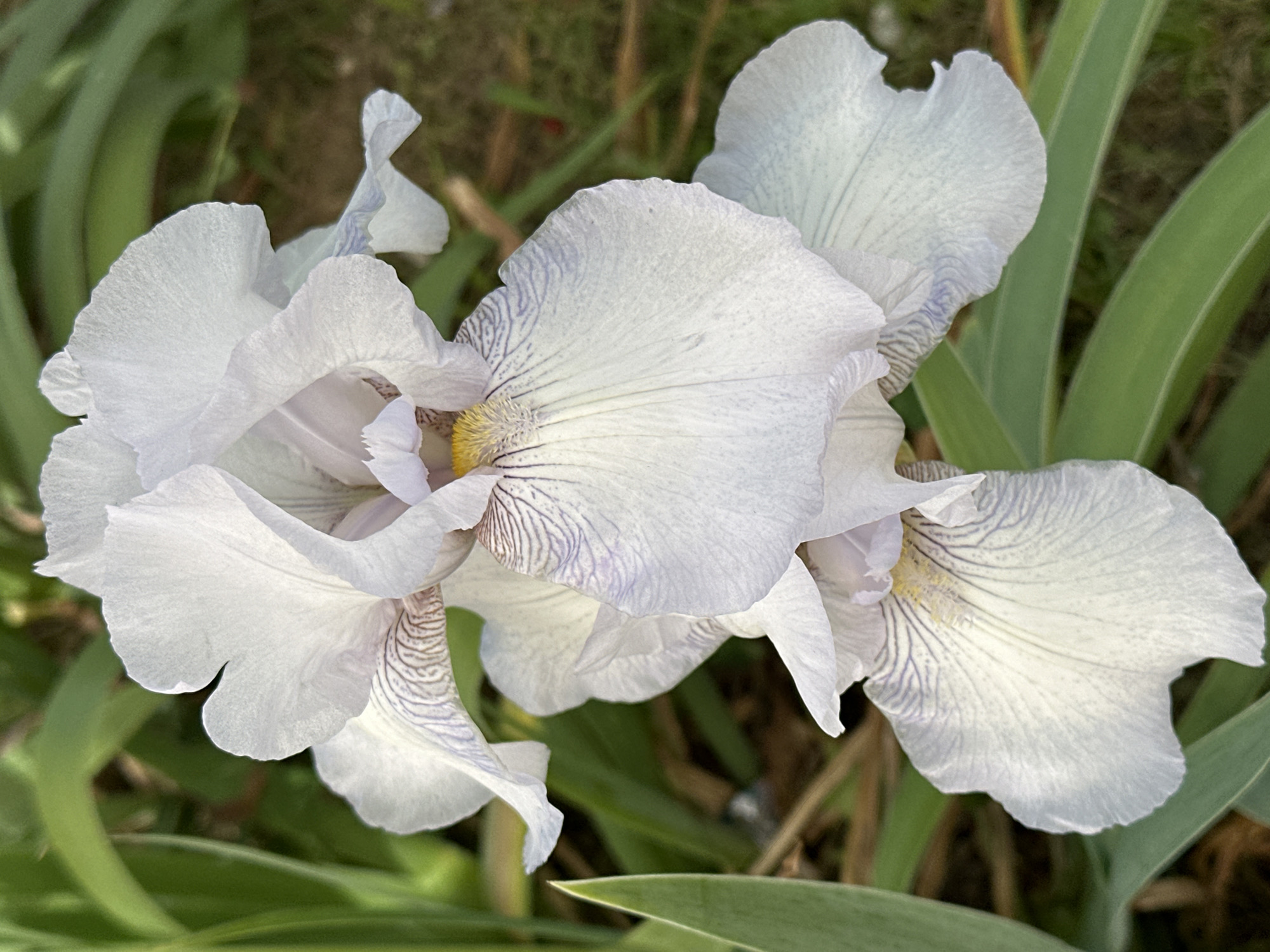 A close-up, top-down view captures three pale lavender iris flowers with delicate purple veining on their petals. The flowers are clustered together, with some petals overlapping and others unfurling outwards. The center of each flower features a bright yellow stamen. Green iris leaves frame the blossoms, and a blurred background of brown soil and green grass suggests an outdoor garden setting. There is no discernible location in the city of Podolsk, Russia, or any people present in the image.