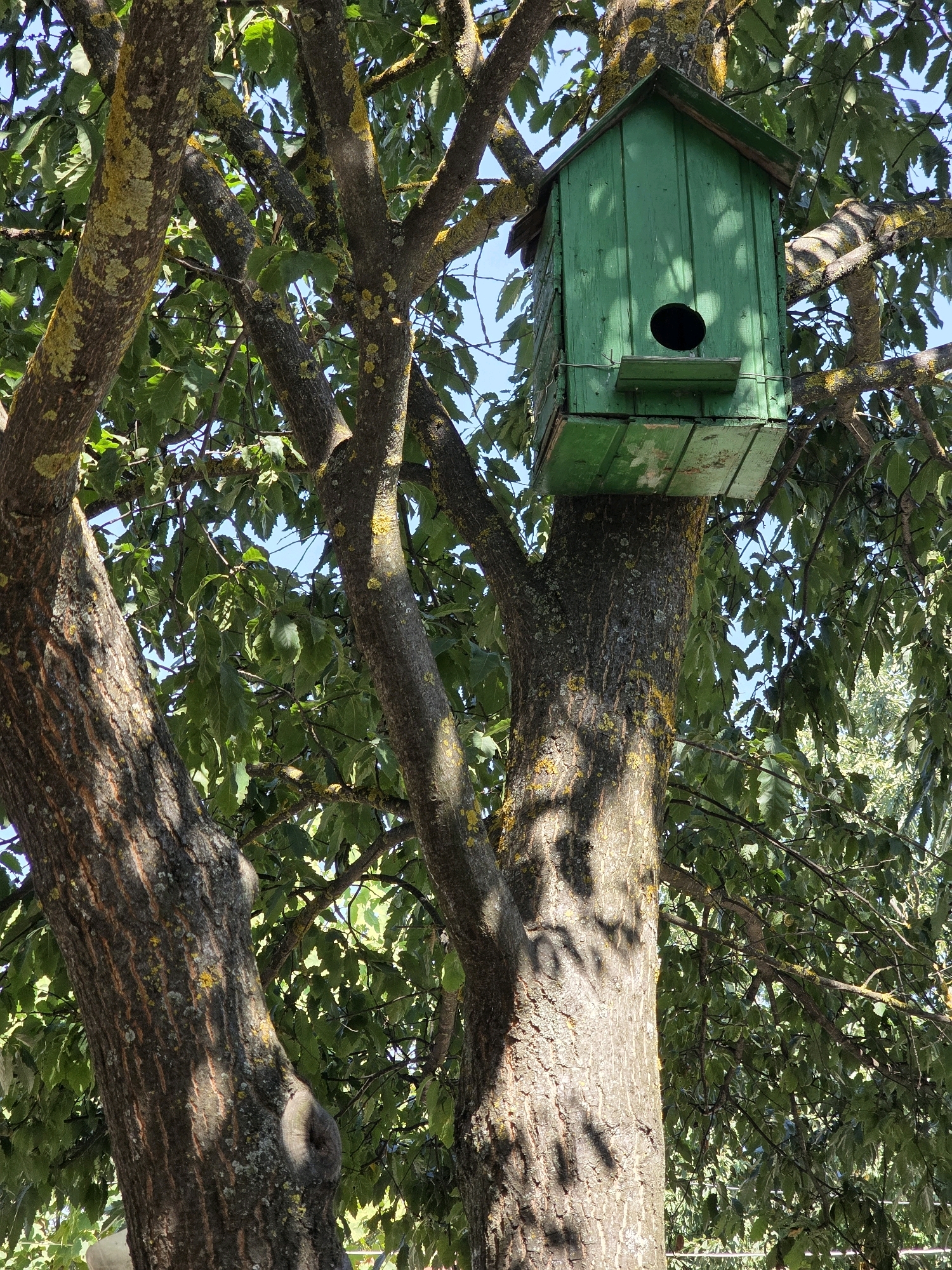 In the city of Qobustan, Azerbaijan, a green wooden birdhouse is mounted on a tree. The birdhouse is rectangular with a sloped roof and a circular entrance hole. It is positioned on a thick branch of a mature tree, surrounded by lush green foliage. The bark of the tree is rough and textured, with patches of yellow lichen. The scene is illuminated by natural sunlight, casting shadows on the tree trunk and branches. The background consists of a clear blue sky.