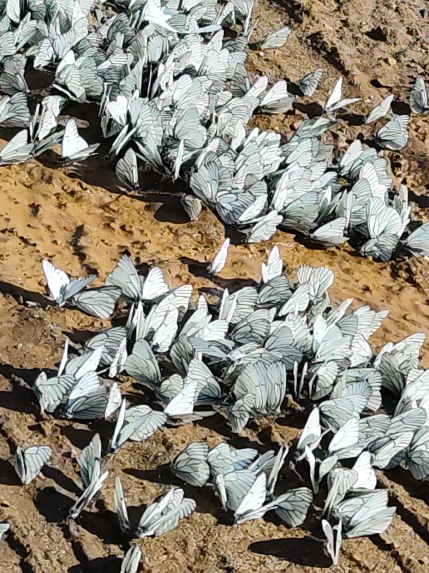 A large group of white butterflies with black veining are clustered on the ground in what appears to be a muddy or damp area. The environment is earth-toned, suggesting soil or sediment. The location is Opary, Russia.