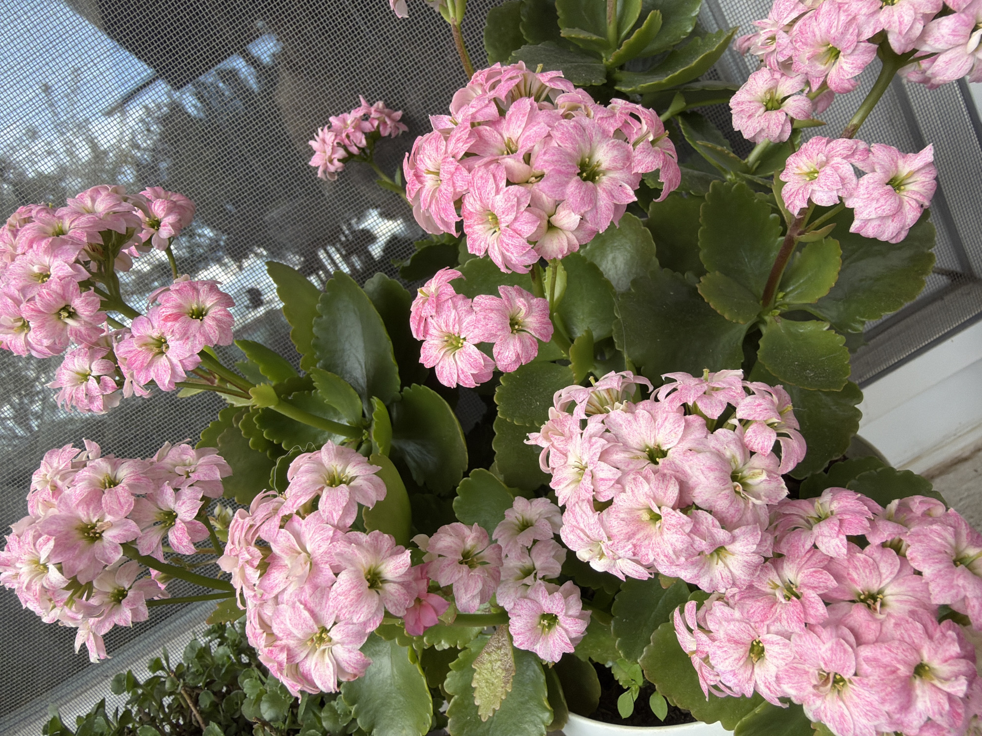 A close-up shot shows a Kalanchoe plant with pink-striped flowers and dark green leaves, seemingly situated indoors near a window covered with a mesh screen. The location in Bratia Kunchevi, Bulgaria is not inferable from this image.
