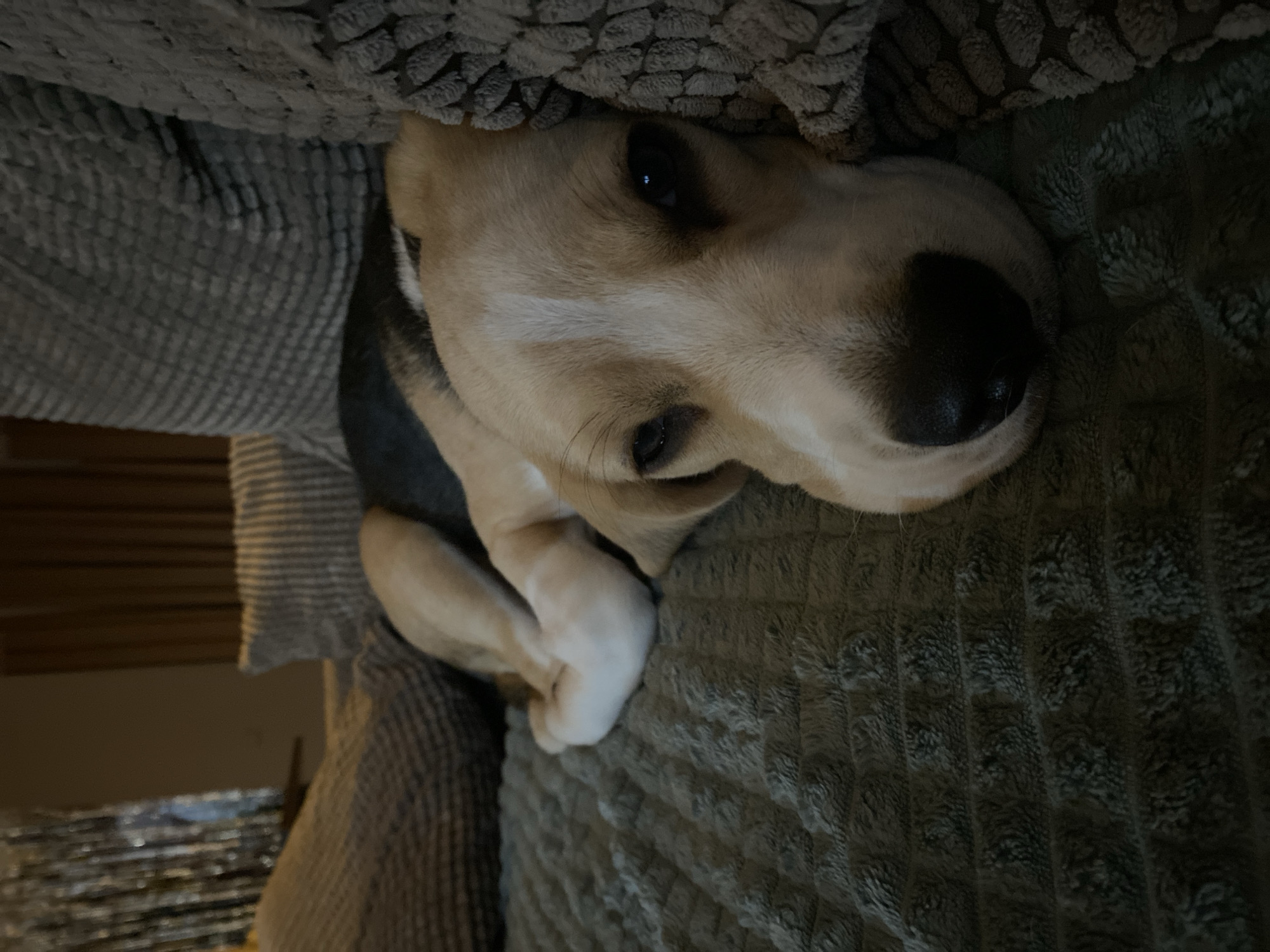 A beagle dog is resting on a grey, textured blanket on a sofa. The dog's head is resting on a grey textured pillow. The dog is facing the camera, with its eyes partially closed. The background is dark and out of focus, with some light reflecting off a metallic curtain on the left. The scene appears to be indoors, likely in a residential setting. There is no information in the image that indicates the location is in Perm, Russia.