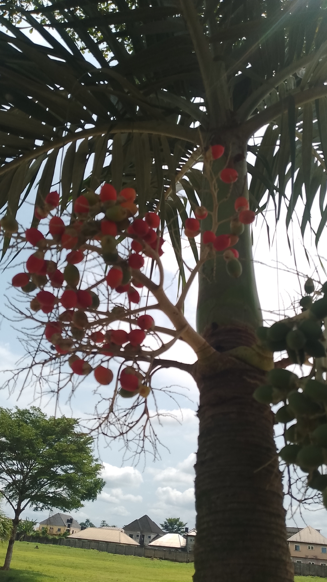 The image shows a palm tree laden with red and green fruits in Asubi, Nigeria. The tree trunk is textured, and its leaves are long and slender. Several buildings and another tree are visible in the background, along with a green lawn. The sky is partly cloudy.