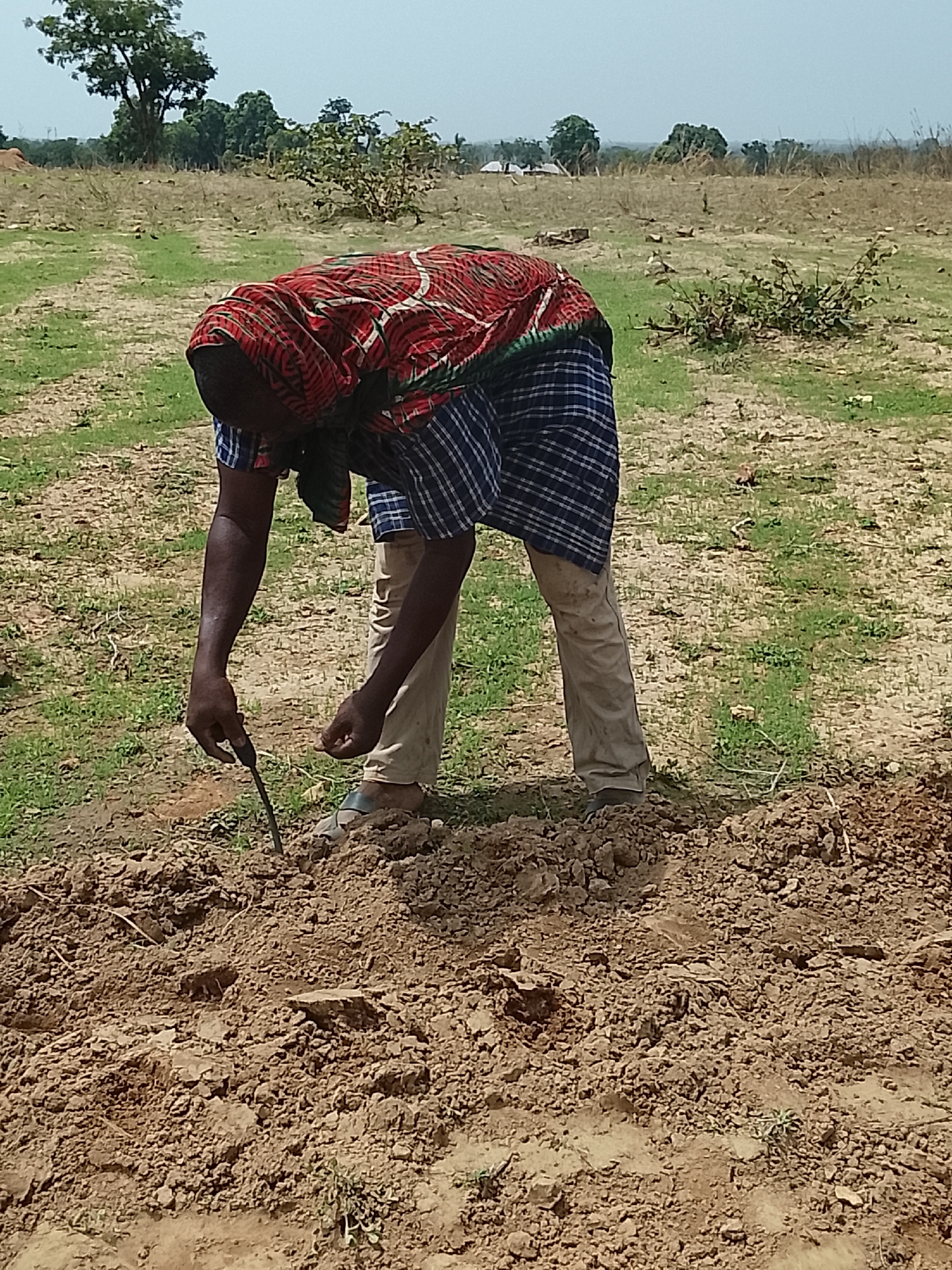 A person is cultivating the land with a hand tool in Akwanga, Nigeria. The individual is wearing a red patterned headscarf, a blue and white plaid shirt, and light-colored pants. The landscape is a mix of tilled soil and sparse vegetation. In the background, there are trees and distant buildings under a light sky.