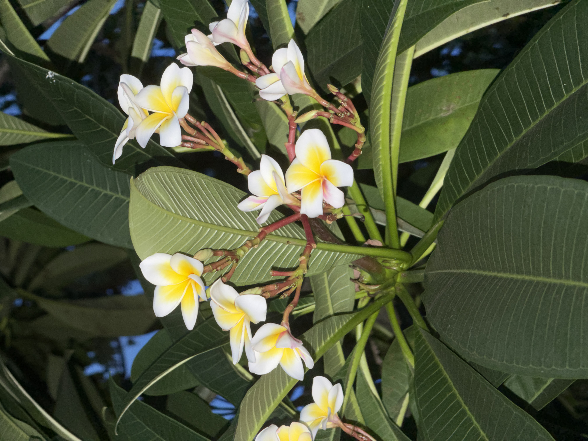 This is a close-up, eye-level, medium shot of a branch of Plumeria flowers, also known as Frangipani, in Baan Bang Rak, Thailand. The flowers are the primary subject, with their creamy white petals transitioning to a vibrant yellow at the center, and hints of pink blushing on the edges of some. They are clustered on reddish-brown stems, some in full bloom and others as buds. The blossoms are surrounded by large, dark green, leathery leaves with prominent parallel veins. The background is softly blurred, showing patches of deep blue sky and darker foliage, suggesting an outdoor setting, likely in the late afternoon or early evening given the diffused light. There is no text visible in the image. The overall impression is one of natural beauty and tranquility.