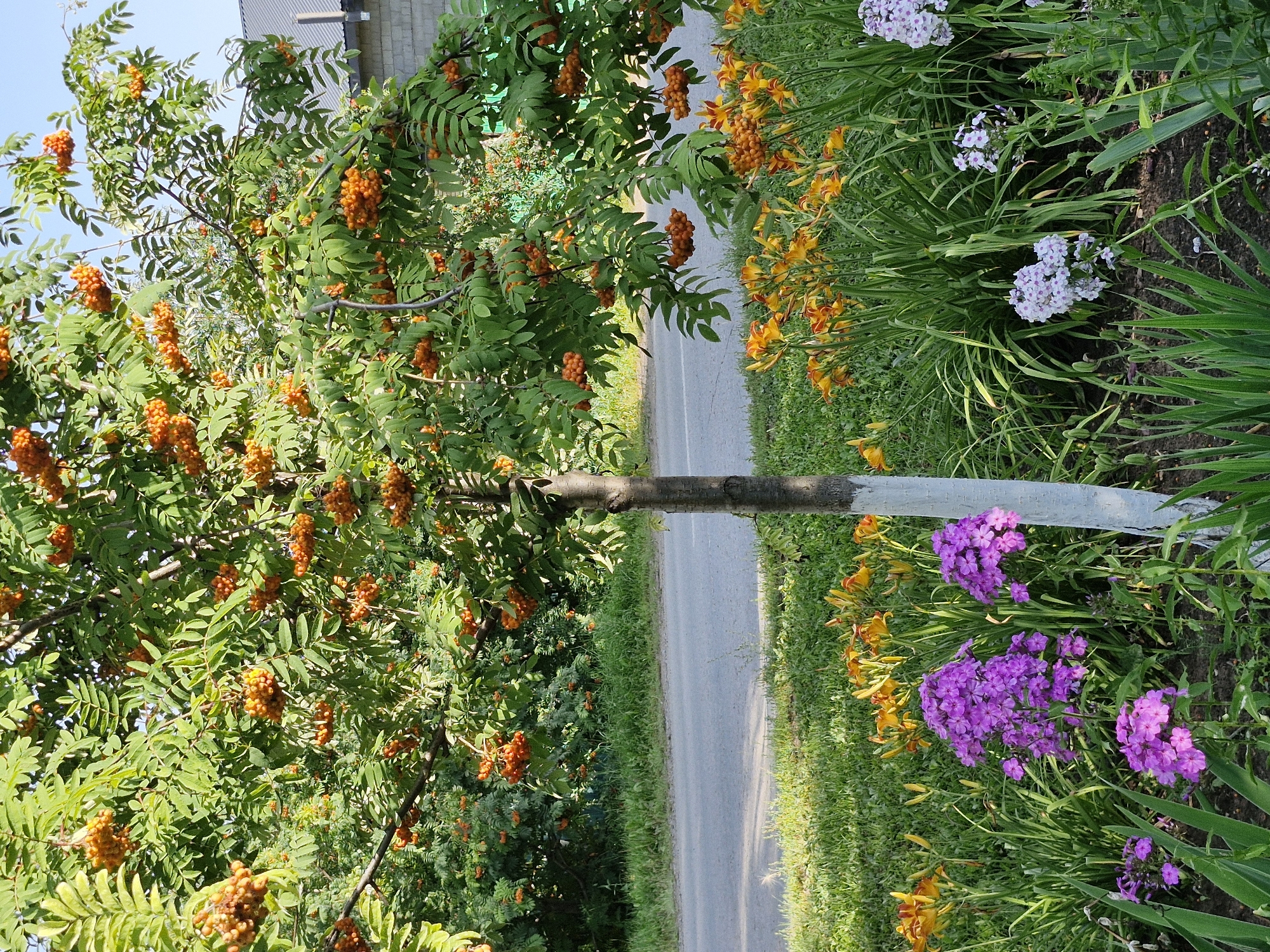 The image captures a close-up view of a rowan tree laden with ripe orange berries, set against a backdrop of a street and some buildings in Buzdyak, Russia. The tree's branches are full of clusters of berries, with green leaves providing a lush contrast. In the foreground, a variety of flowers bloom, including vibrant purple phlox and orange lilies, adding a splash of color to the scene. The ground is covered in green grass, and a paved road runs horizontally across the middle of the image. The sunlight suggests it is daytime. There are no people or animals visible in the frame.