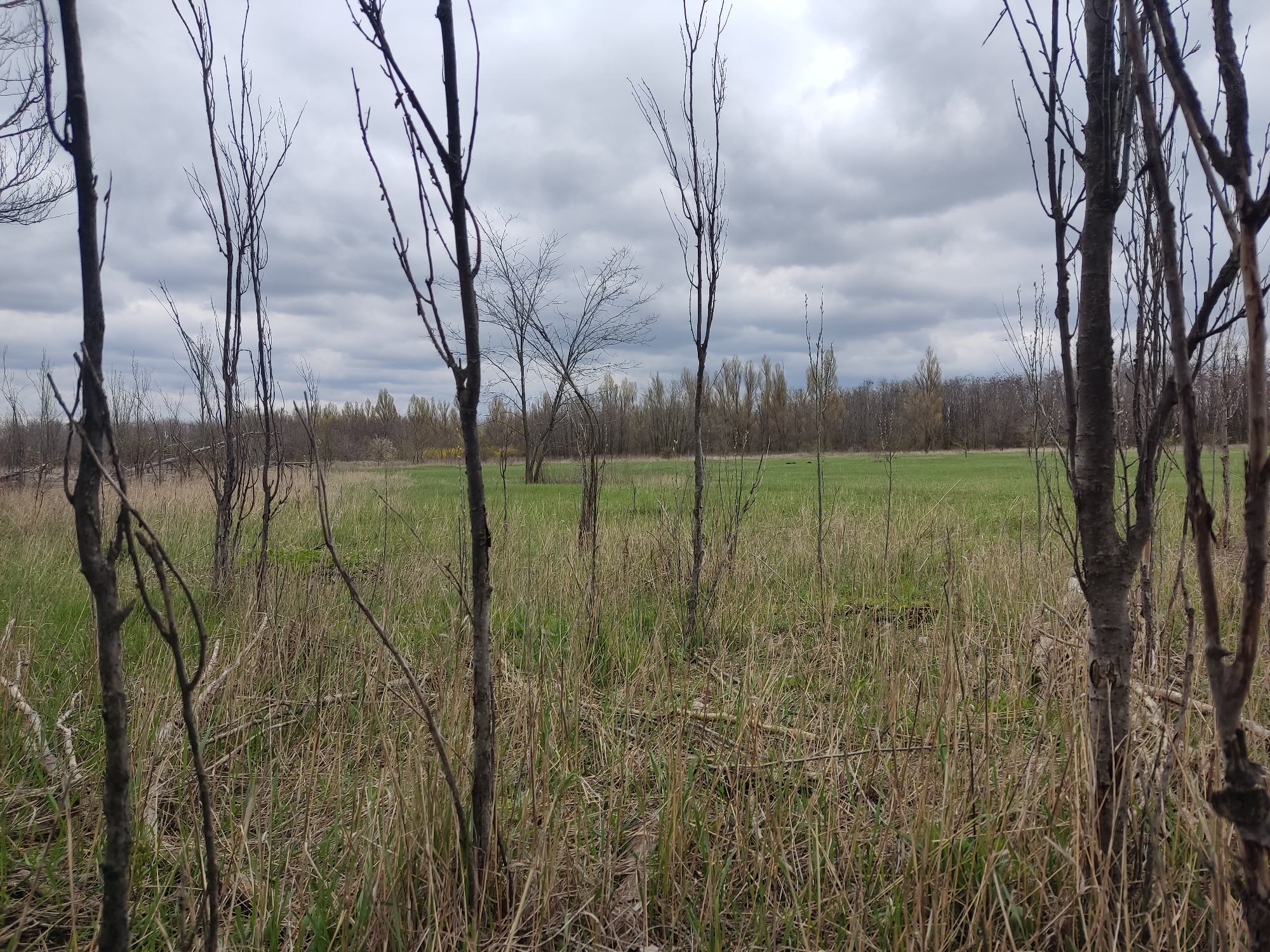 The image depicts a field in Brianka, Ukraine. The foreground consists of tall, dry grass and several bare trees with thin branches. The middle ground features a field of green grass. In the background, there is a line of trees with light-colored foliage against a cloudy sky. No people or animals are visible.