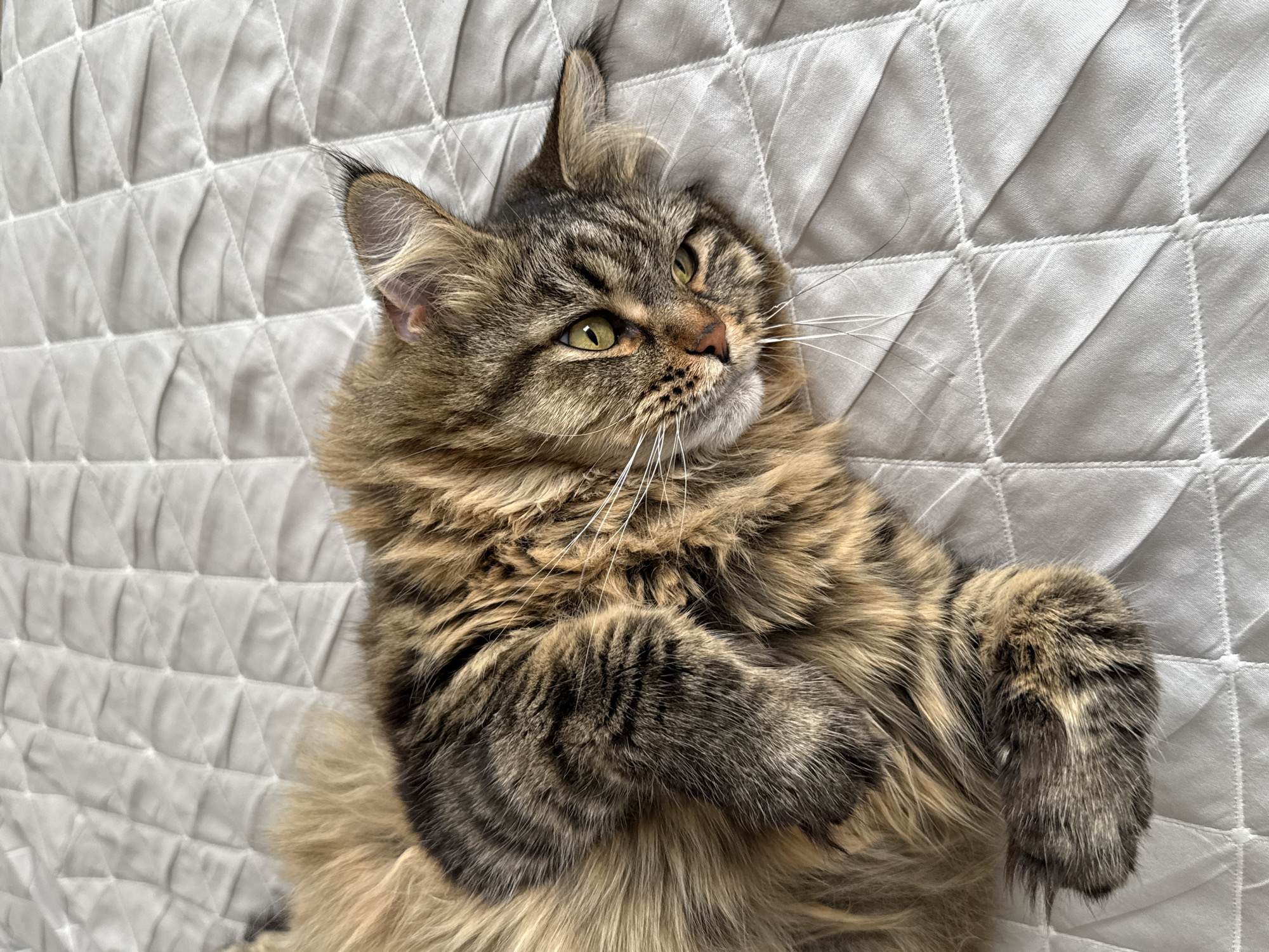 A long-haired tabby cat with green eyes is lying on a quilted light-colored surface. The cat is mostly brown and black with some lighter fur tones. The cat's head is turned to the right, and its body is curled up. The background is a white quilted surface with a diamond pattern. There is no information in the image or context provided that indicates the location is the city of Izhevsk, Russia.